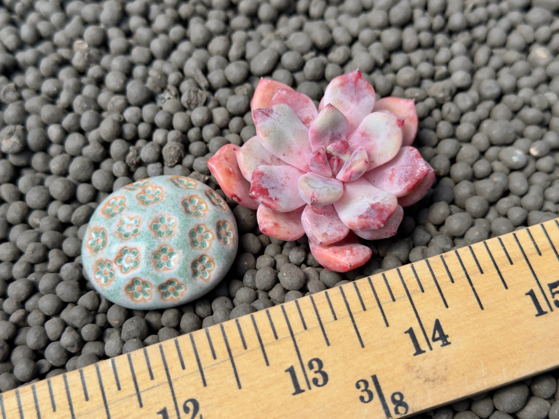 Echeveria Devolution Korean Succulent Plant Changhee hybrid