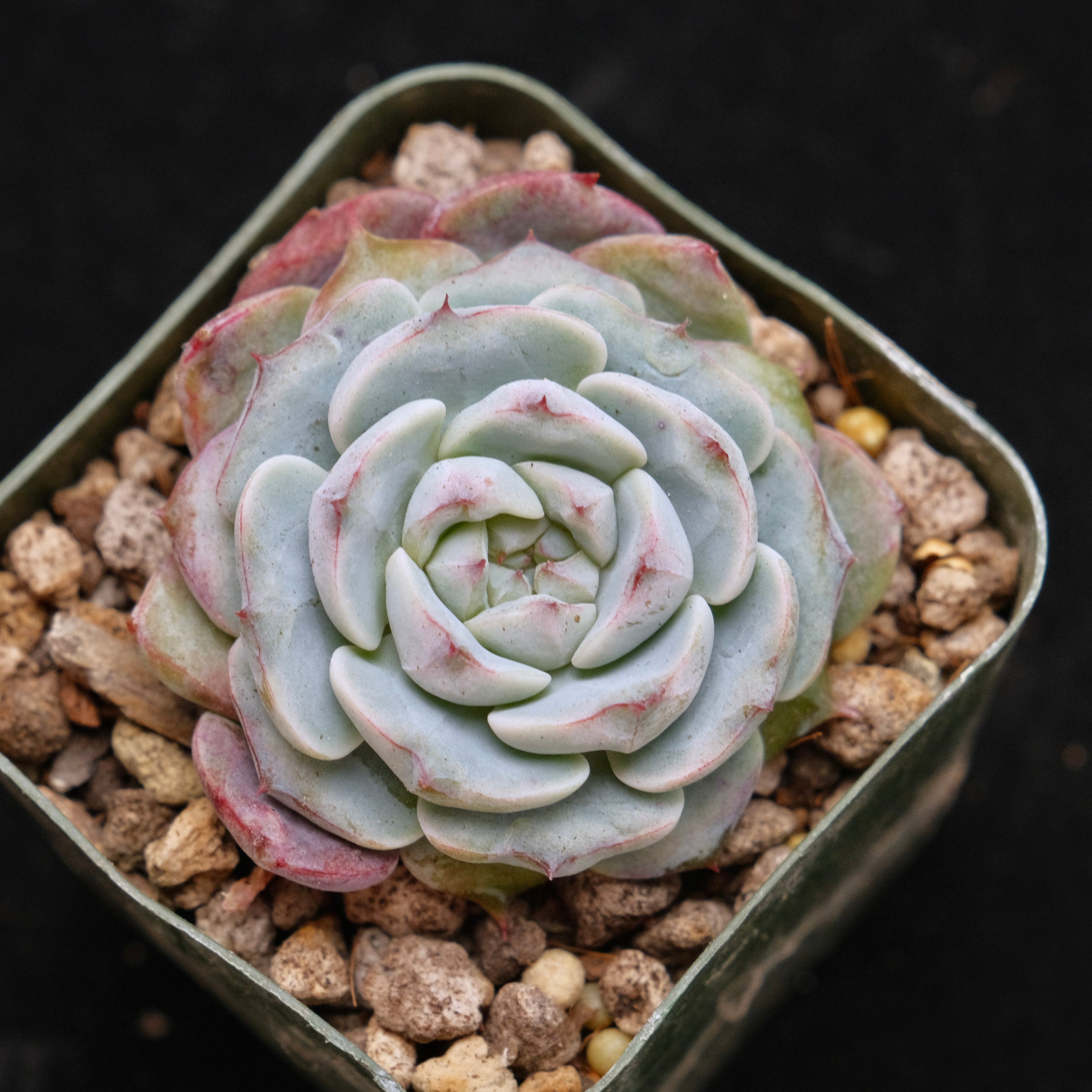 Echeveria Michelin Korean Succulent Plant Changhee hybrid