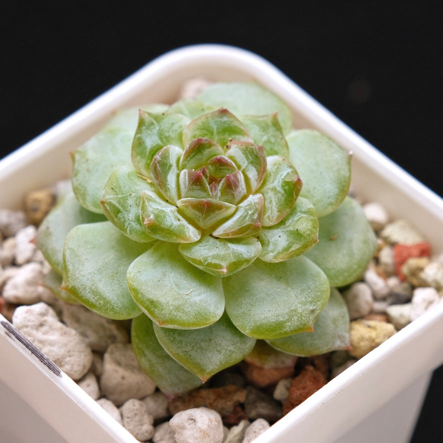 Echeveria Inca Rose Korean Succulent Plant