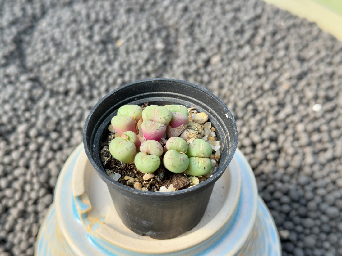 Conophytum species Imported Succulent Plant
