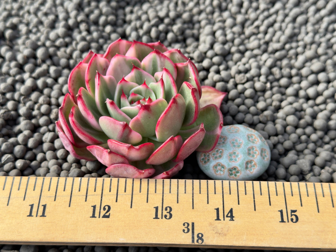 Variegated Echeveria Flamenco Korean Succulent Plant