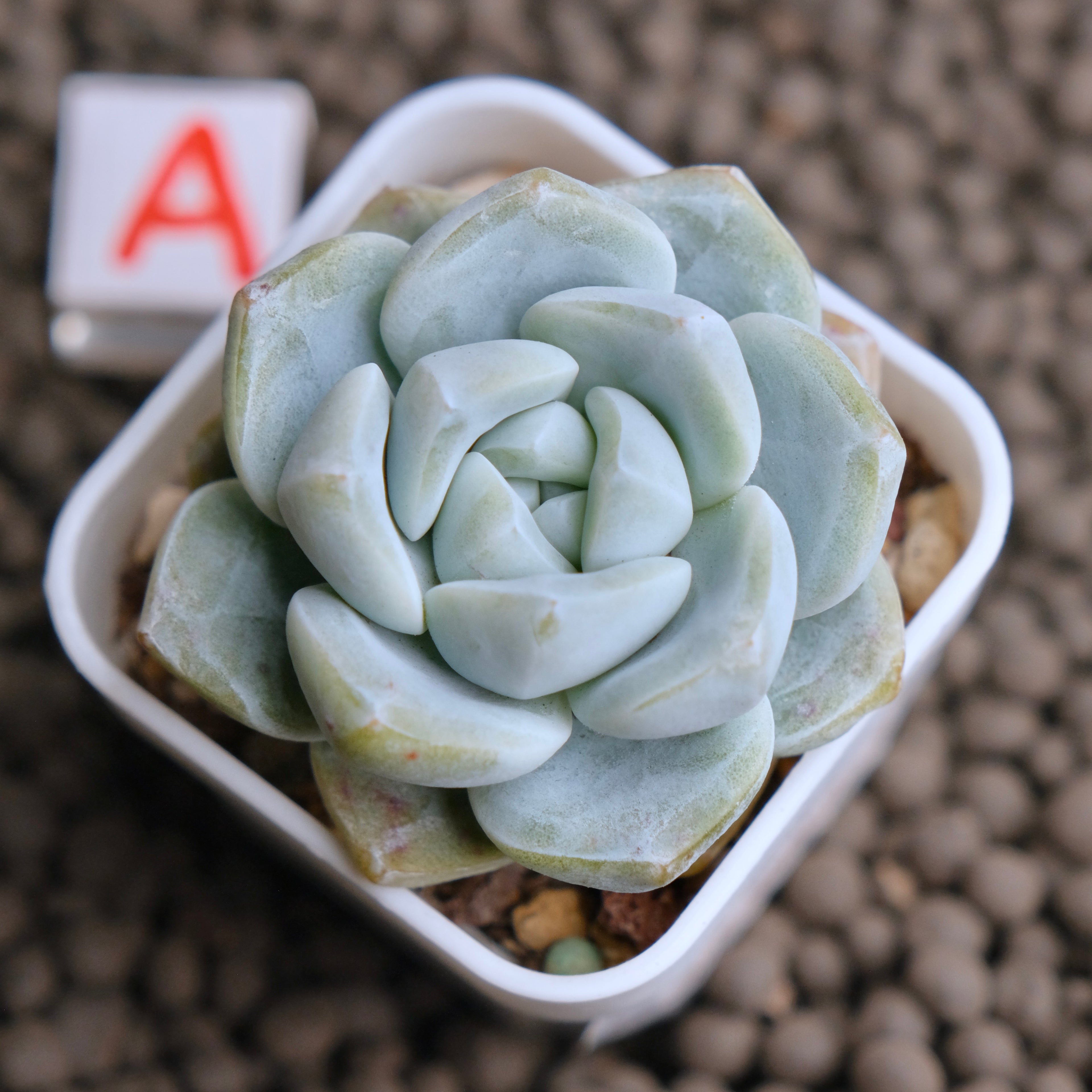 Echeveria Ice Green Imported Succulent Plant - A