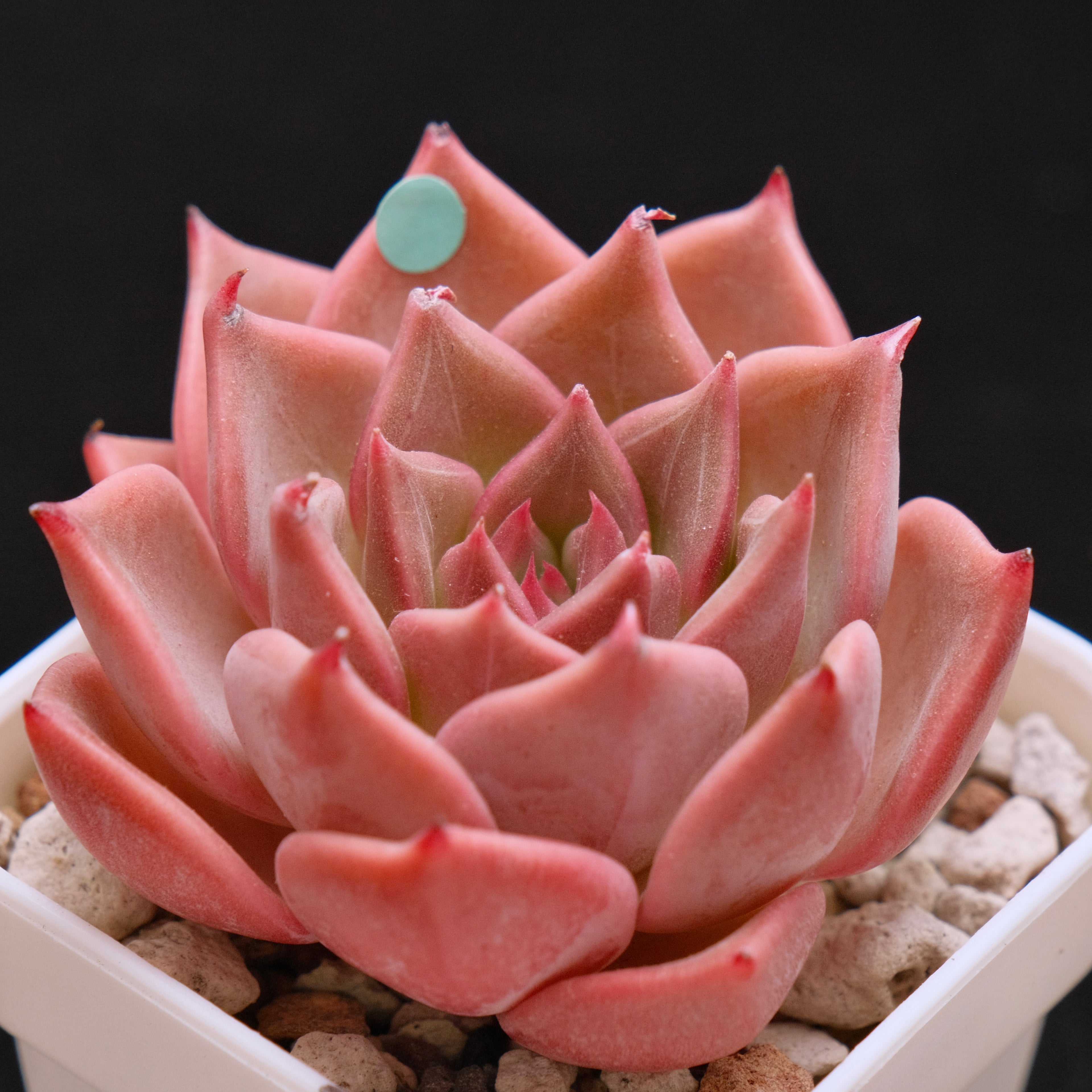 Echeveria Silonica Korean Succulent Plant