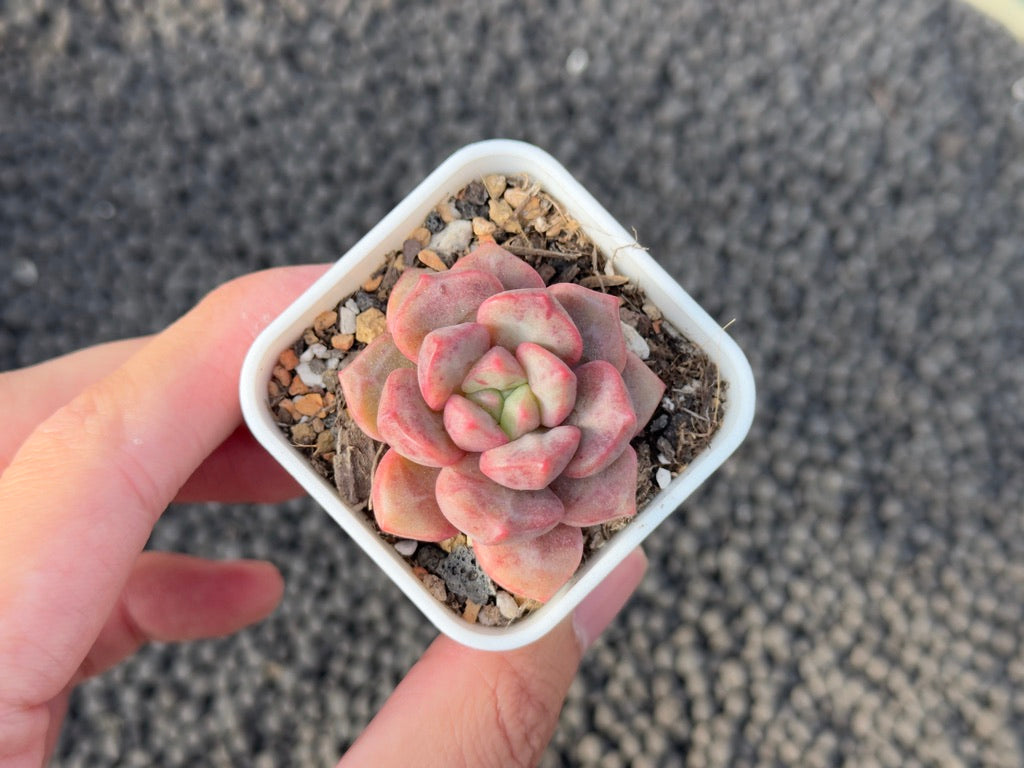 chrysanthemum succulent Echeveria Chrysanthemum Bread Succulent Plant Mam & Sister Hybrid