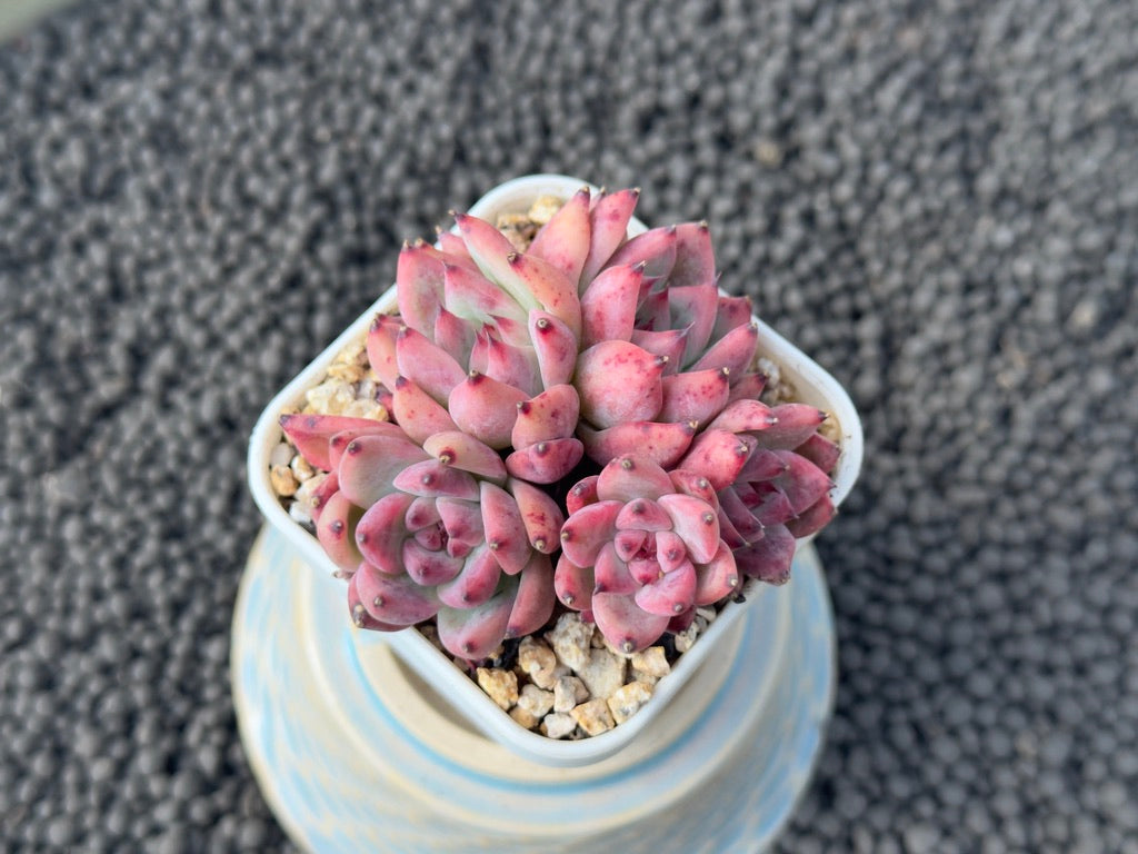 Pink Echeveria colorata Imported Succulent Plant