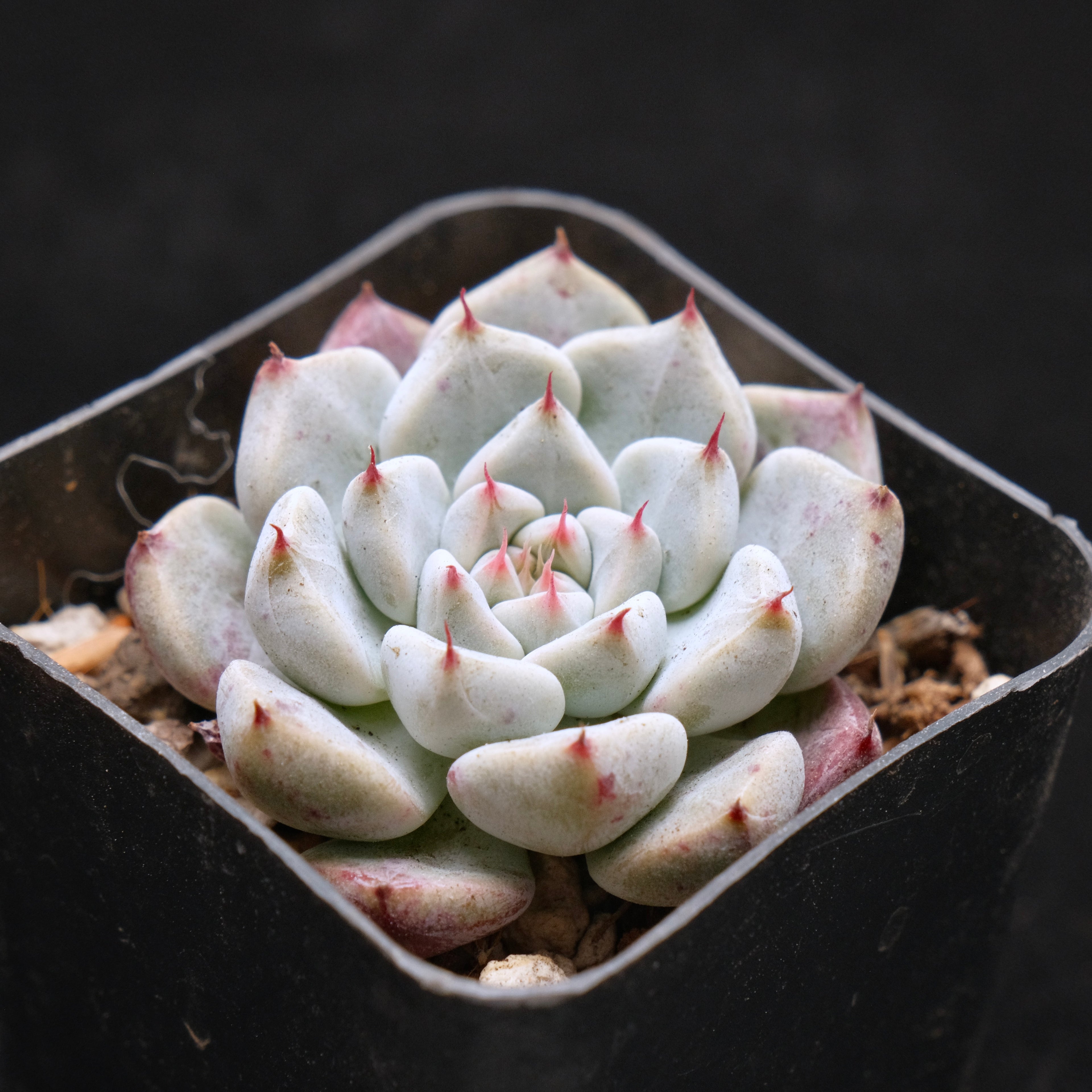 Echeveria Sato Korean Succulent Plant *Rare* Changhee hybrid