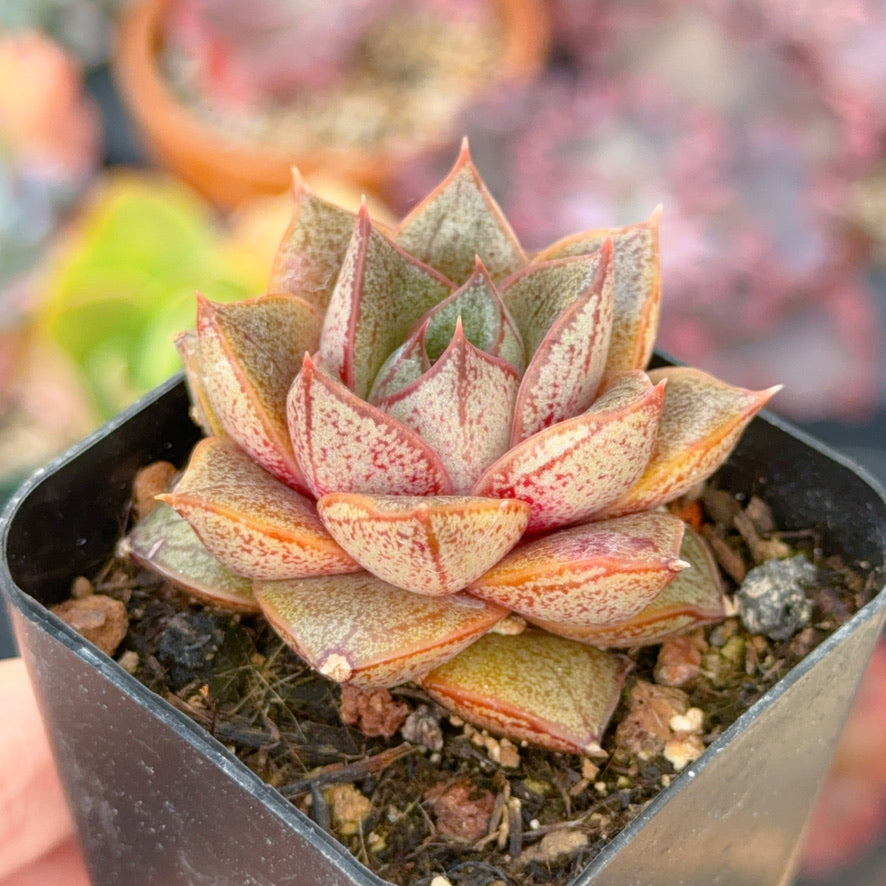 Echeveria Dionysus Succulent Plant