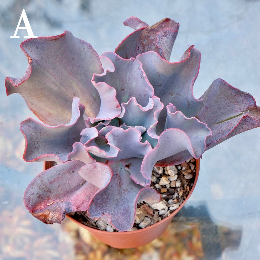Variegated Echeveria Fury - Rare hybrid - A