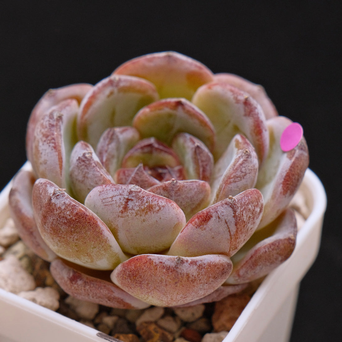 Echeveria Dark Opal Korean Succulent Plant