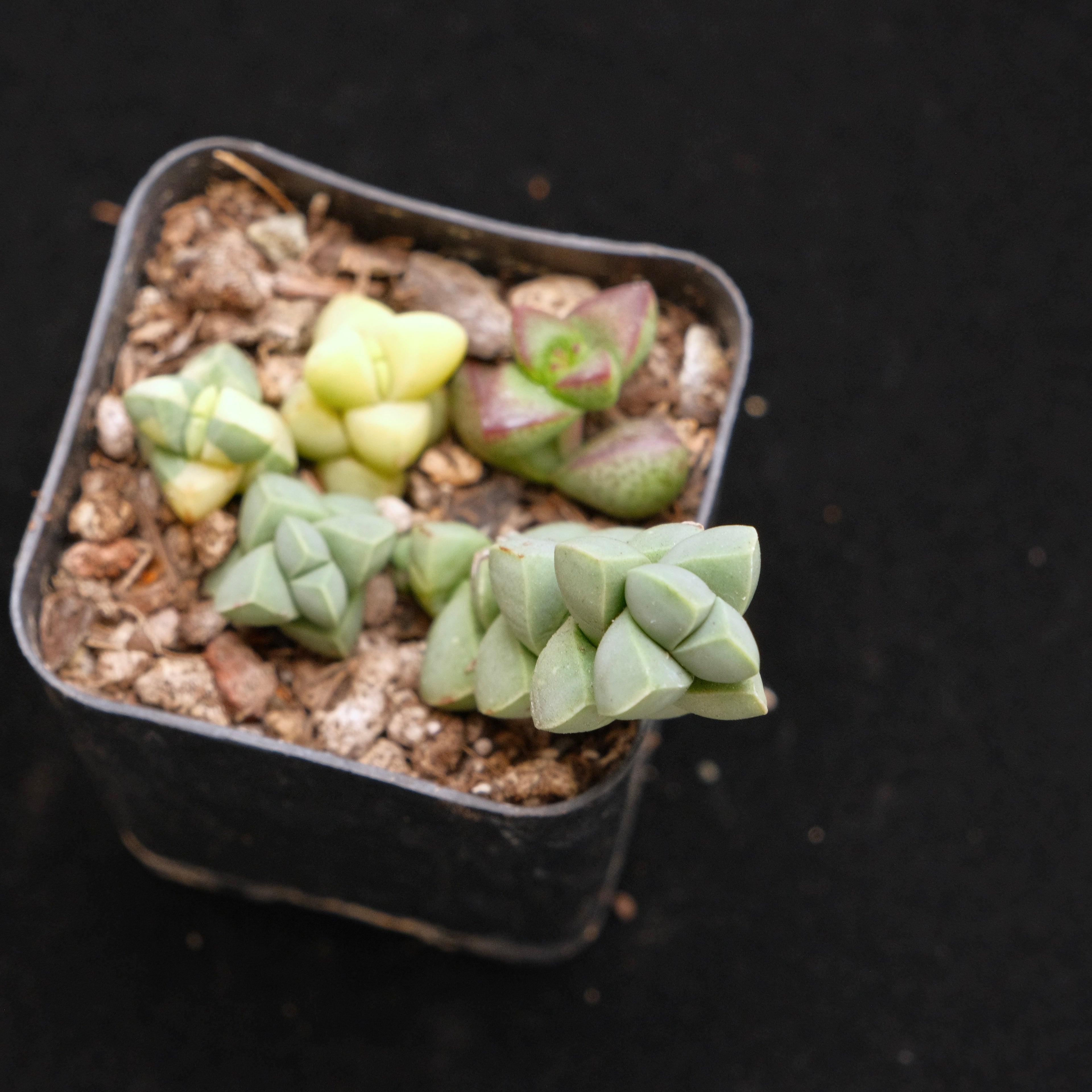 Corpuscularia lehmanii Korean Succulent Plant