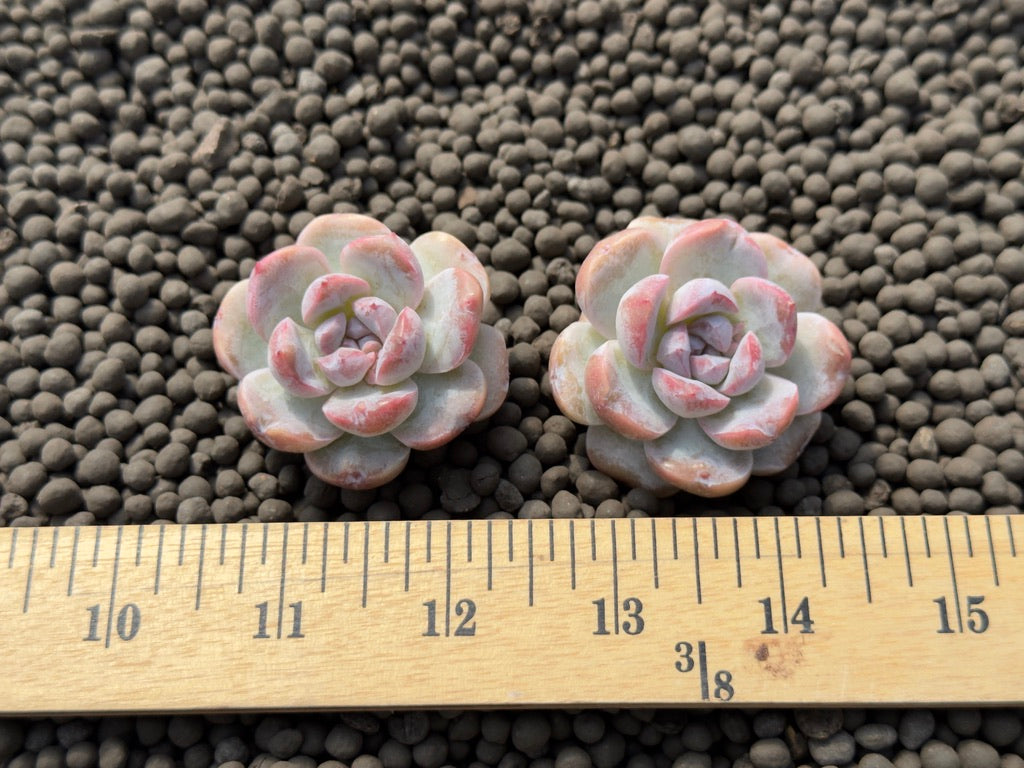 Echeveria Mochi Monroe Imported Succulent Plant