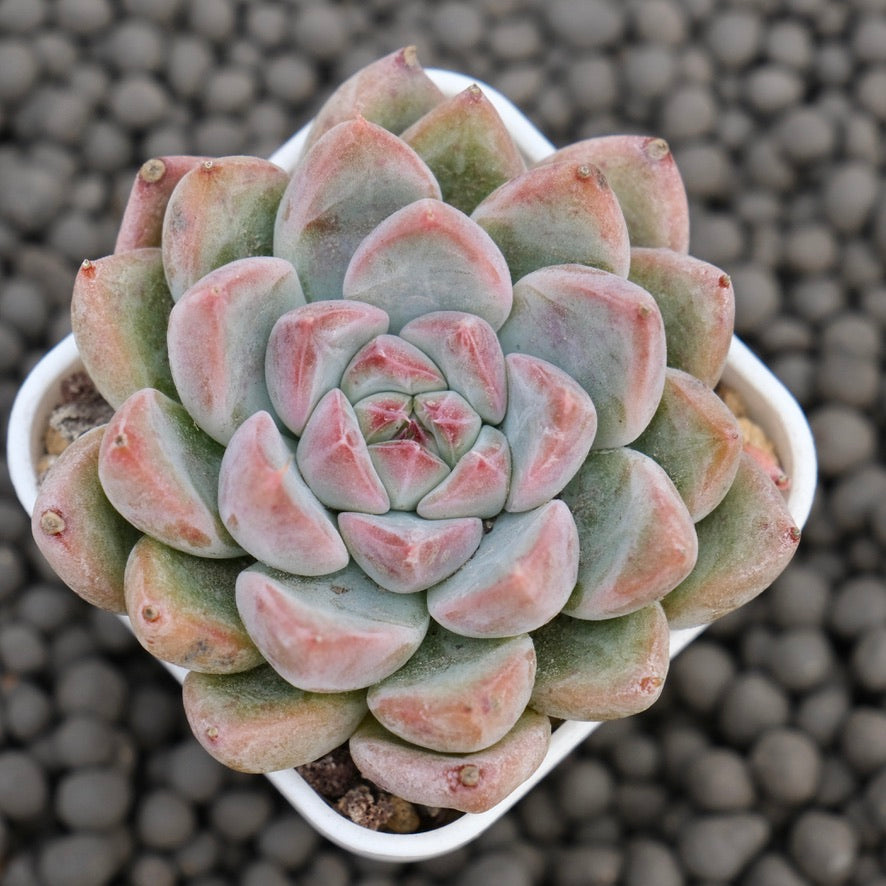Echeveria Tripoli Korean Succulent Plant Hwaga Hybrid