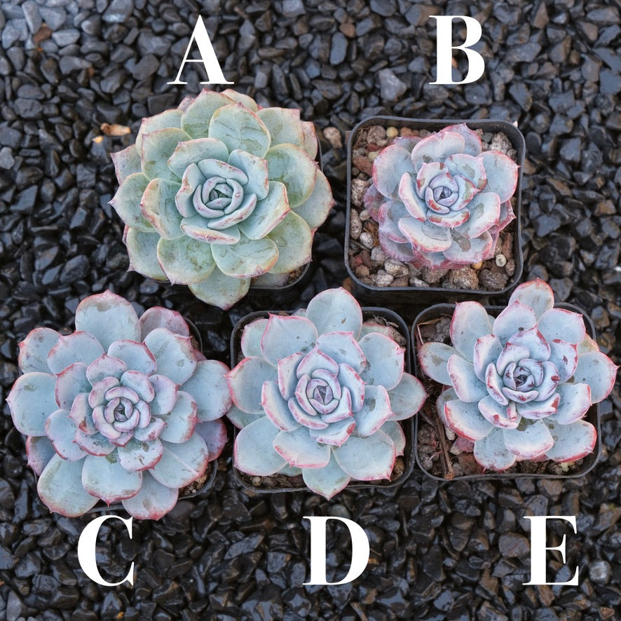 Echeveria Cold Brew Special Air Magic hybrid Korean Succulent Plant