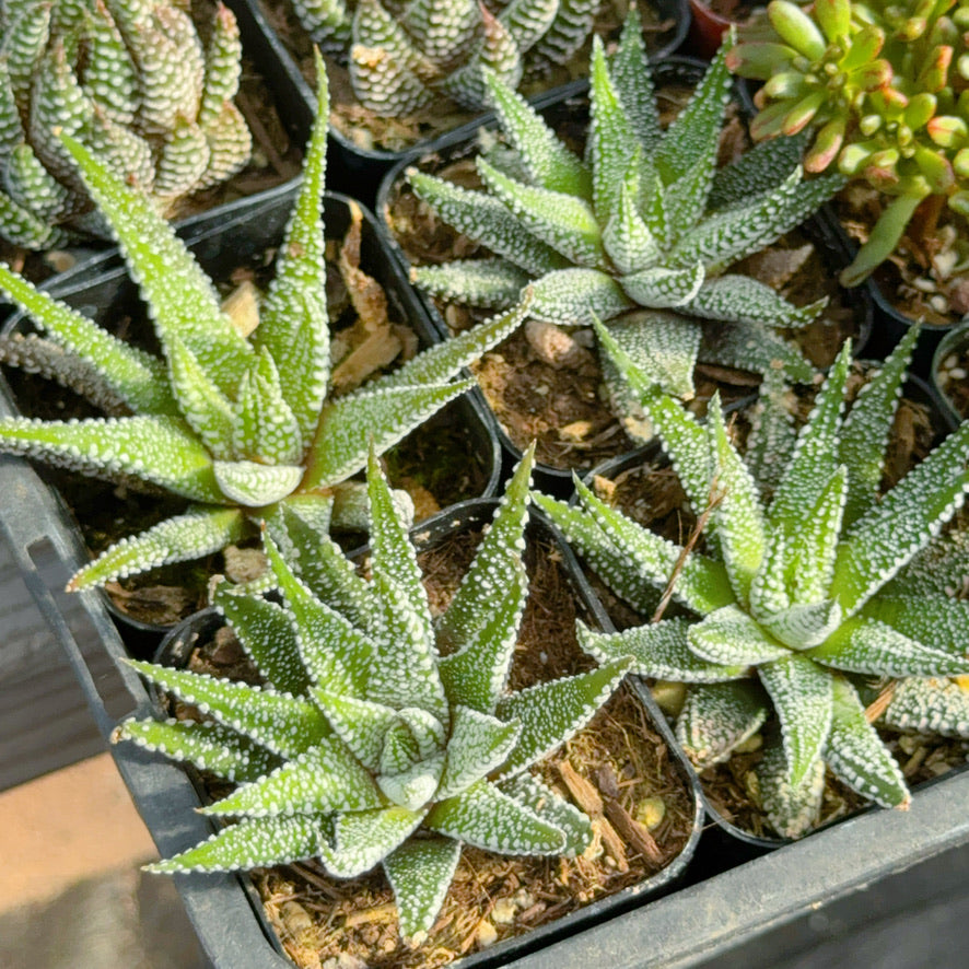 Haworthia fasciata &