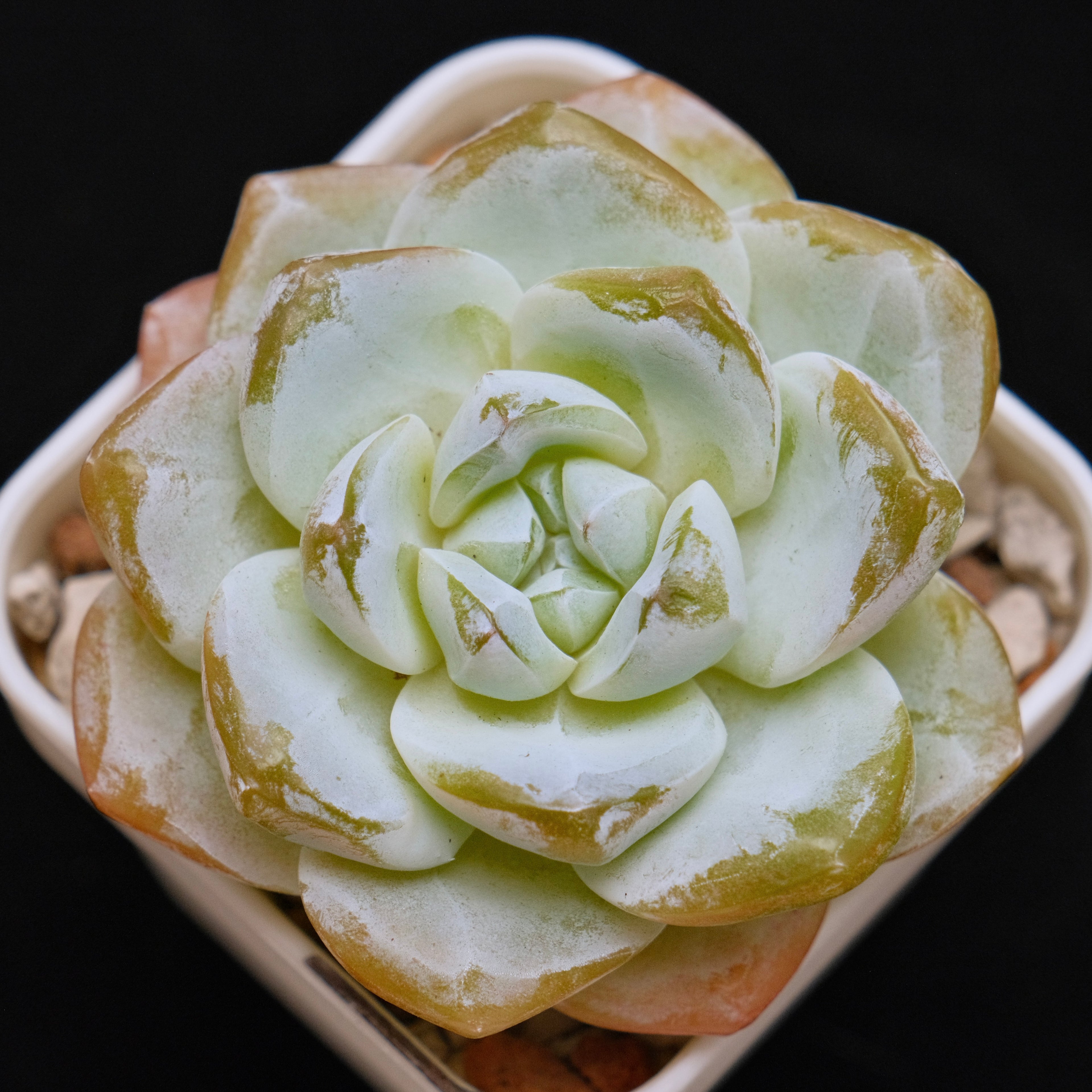 Echeveria Ice Green Korean Succulent Plant