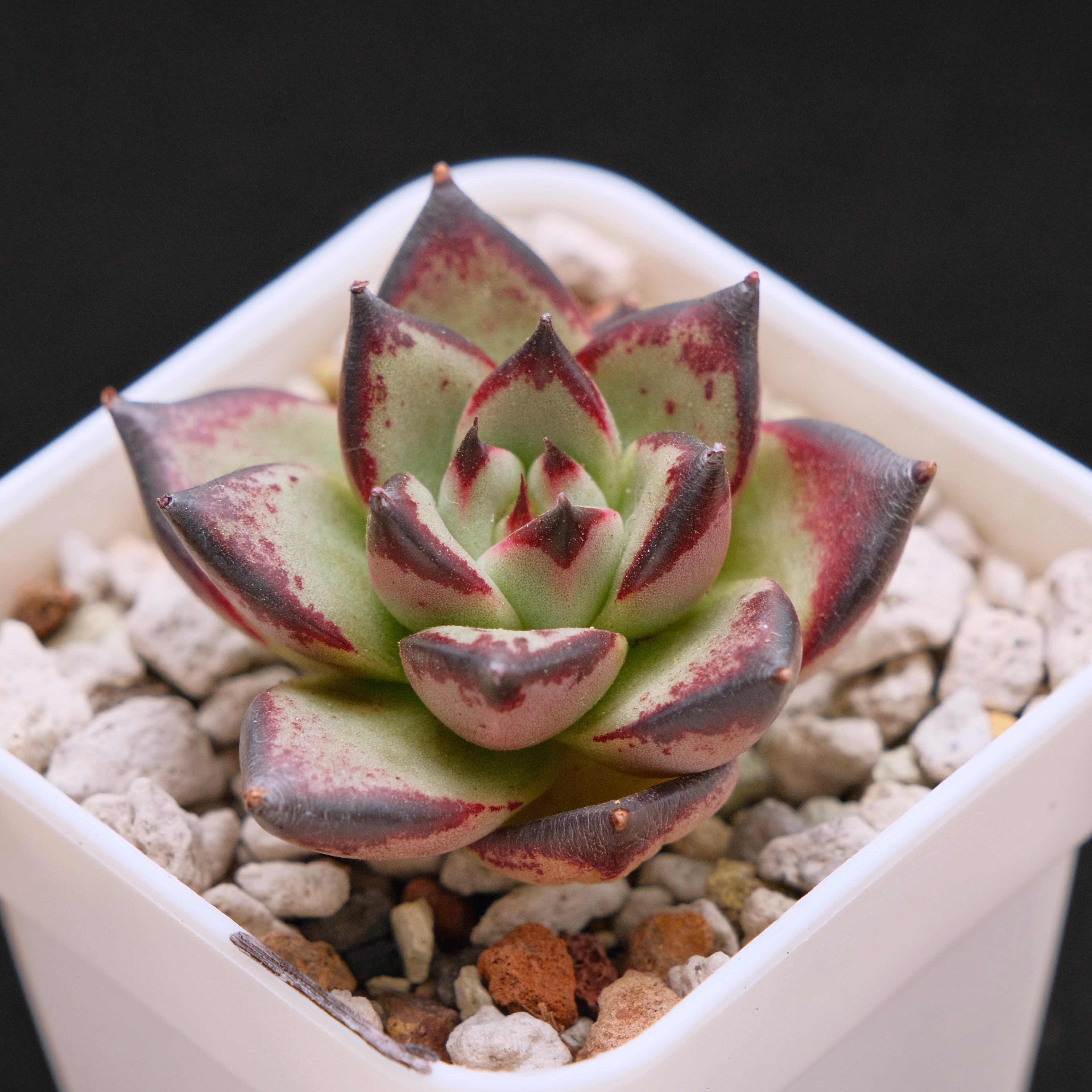 Echeveria agavoides Ebony Imported Succulent Plant