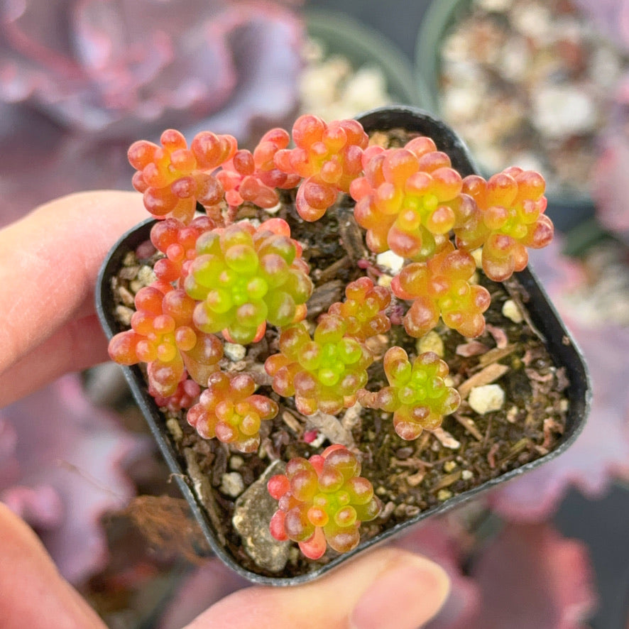 mini me succulent Sedum 'Mini me' Succulent Plant
