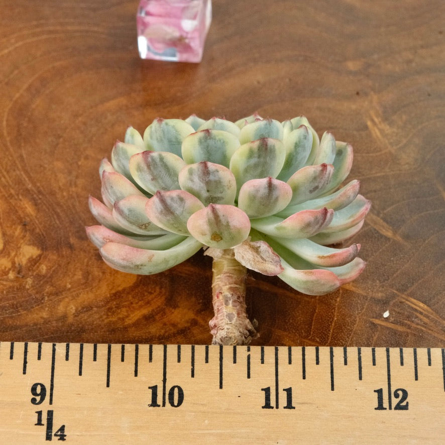 Variegated Echeveria Minima Korean Succulent Plant