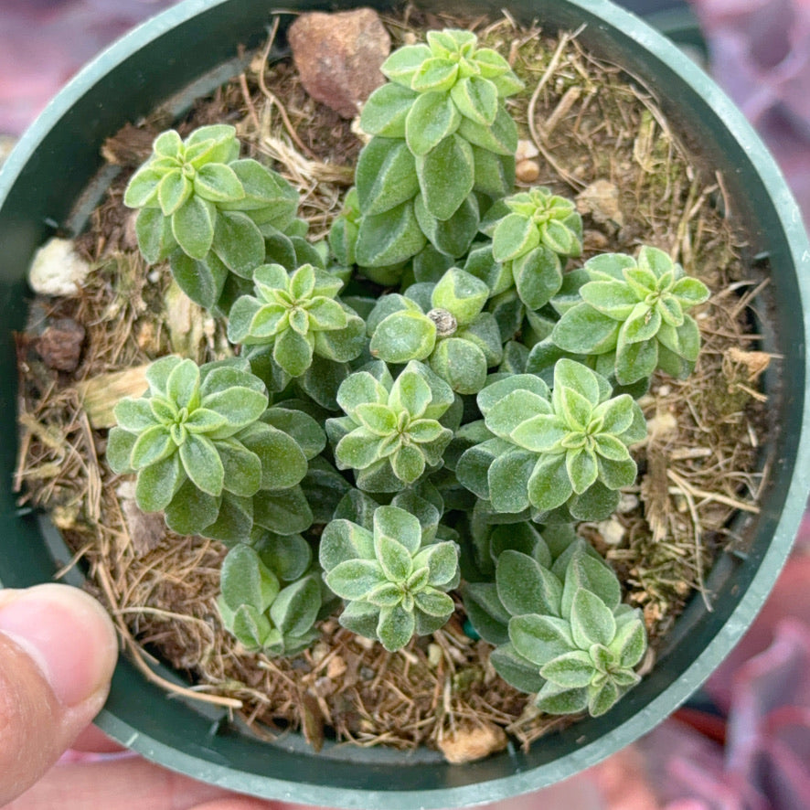 Peperomia columella Succulent Plant