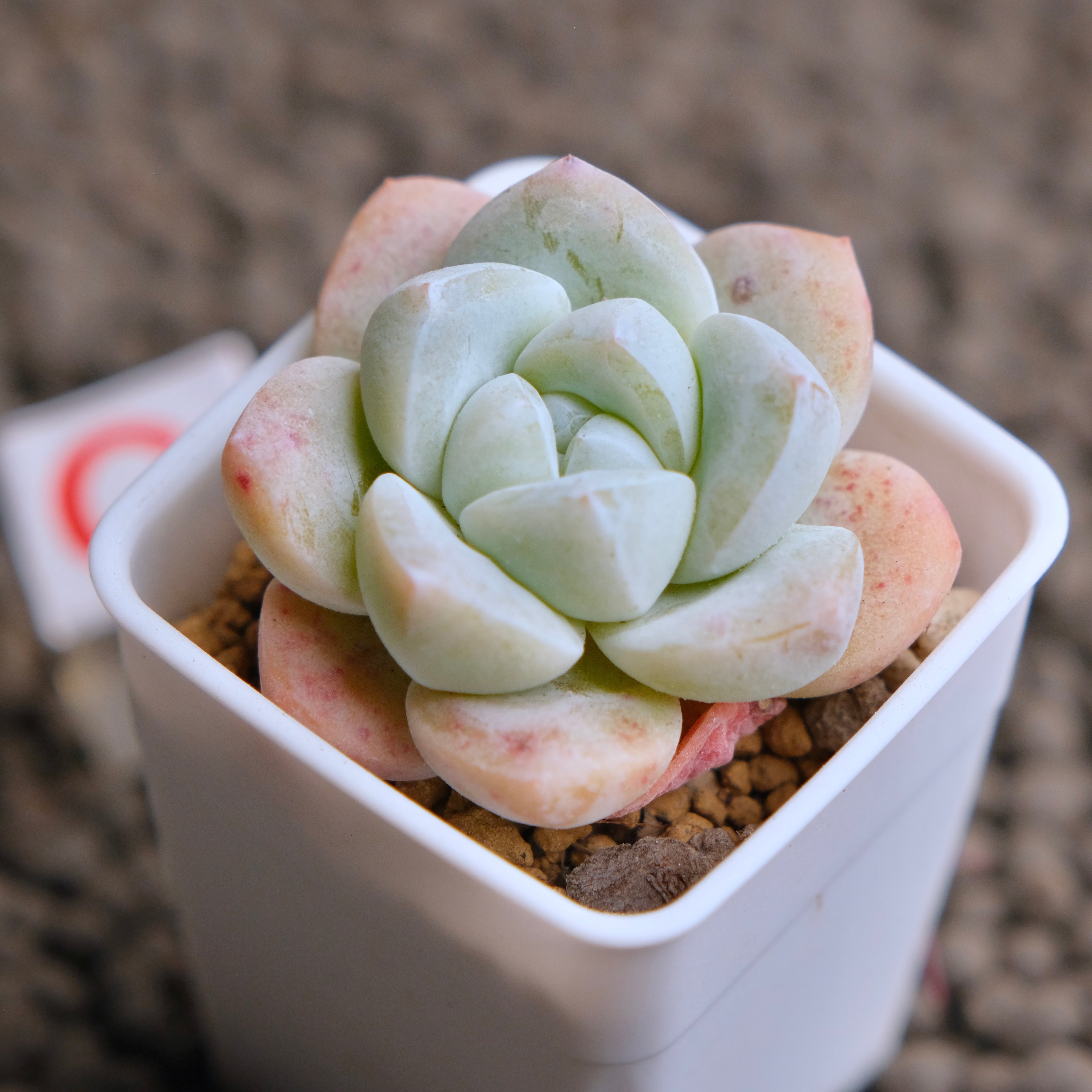 Echeveria Ice Green Imported Succulent Plant - C