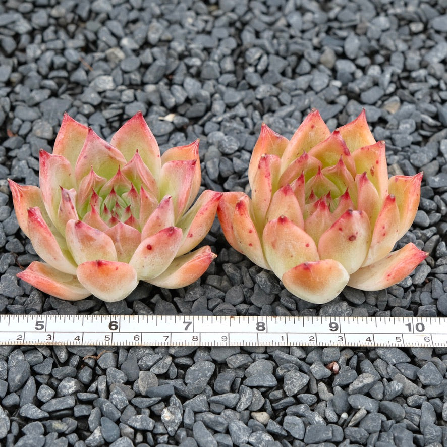 Echeveria Super Nova Imported Succulent Plant Hwaga hybid