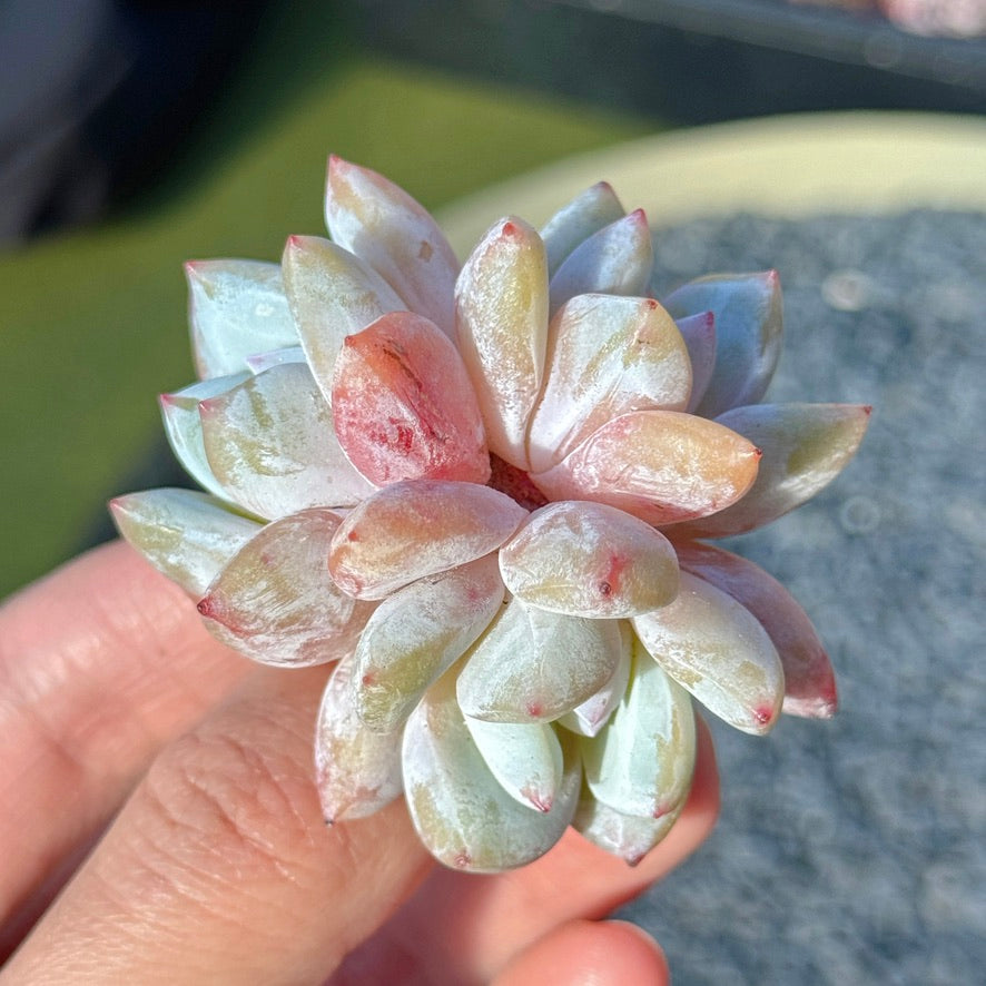 Echeveria Trumso Succulent Plant C