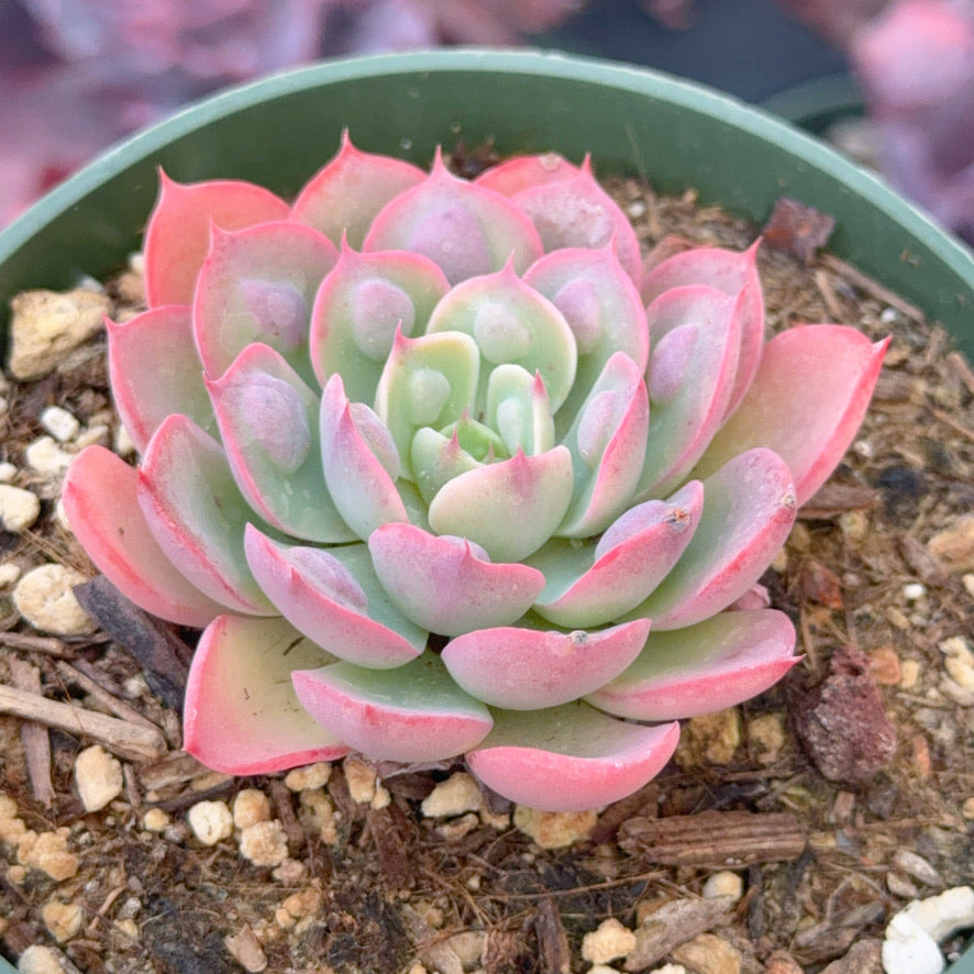 Echeveria Raindrops Succulent Plant