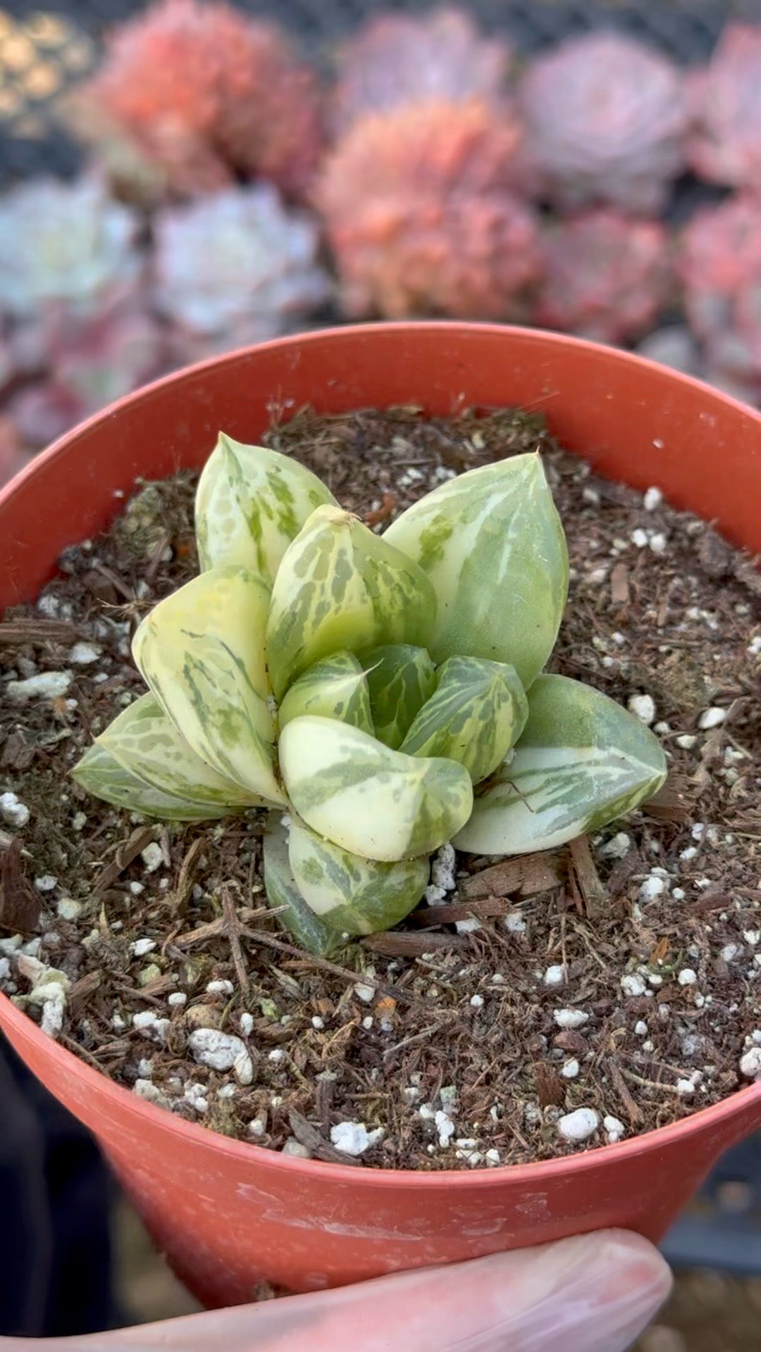 Haworthia cymbiformis variegated Succulent Plant