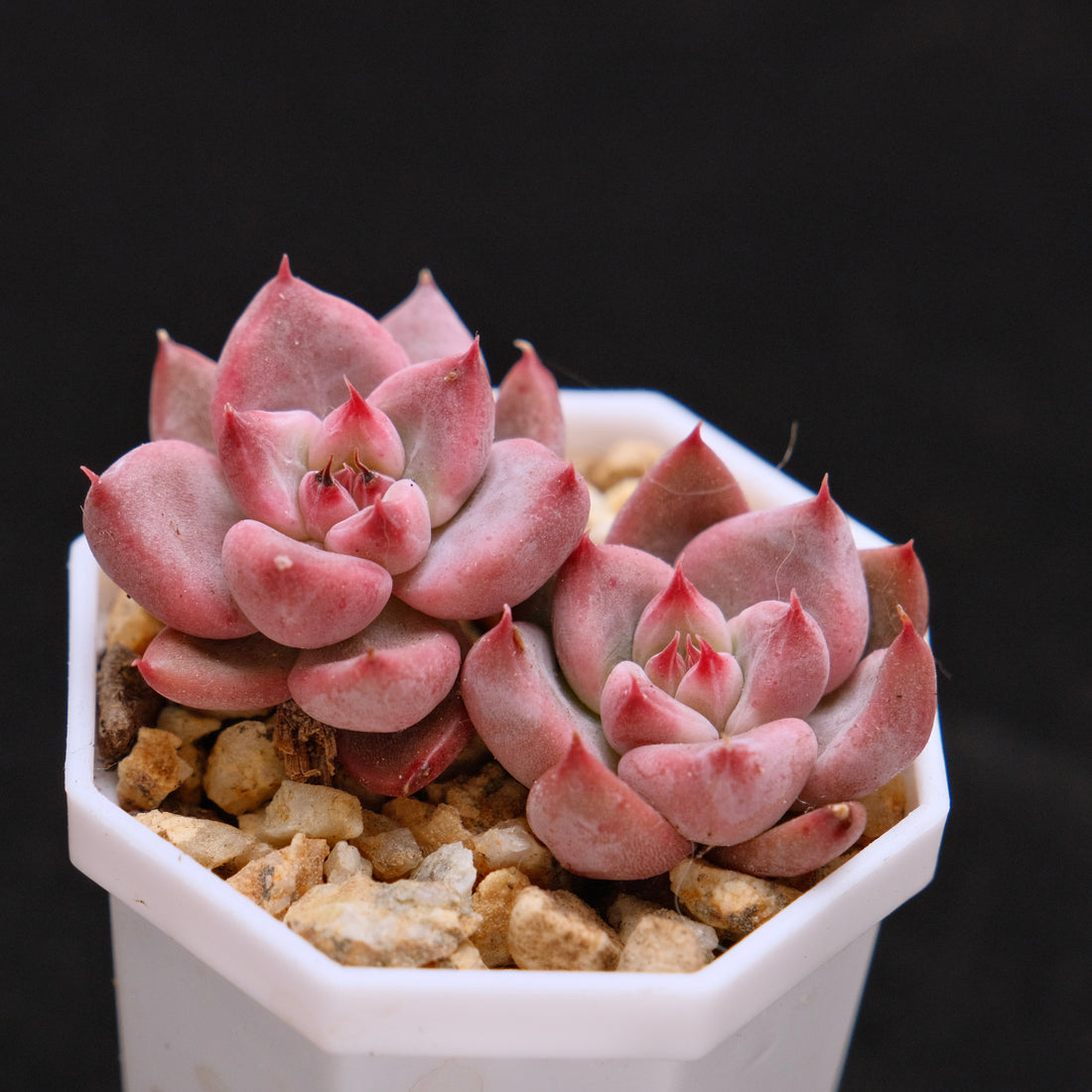 Echeveria Peña Korean Succulent Plant