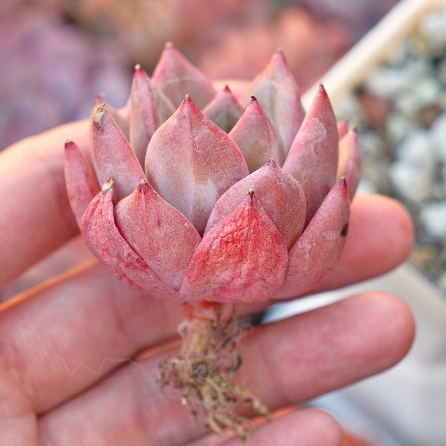 Echeveria Seosi Korean Succulent Plant Hwaga hybrid