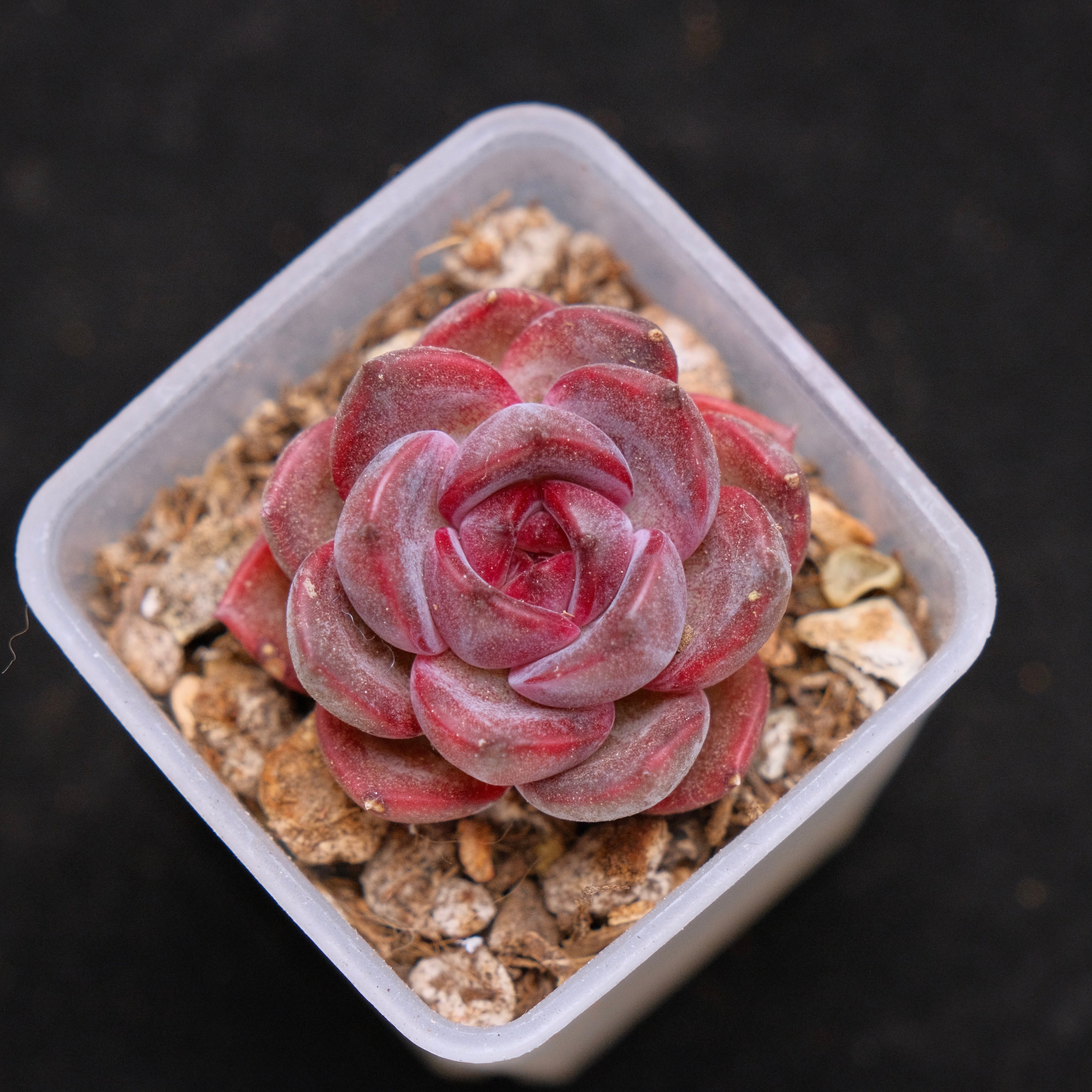 Echeveria Black Pink (small) Korean Succulent Plant Rare Changhee hybrid
