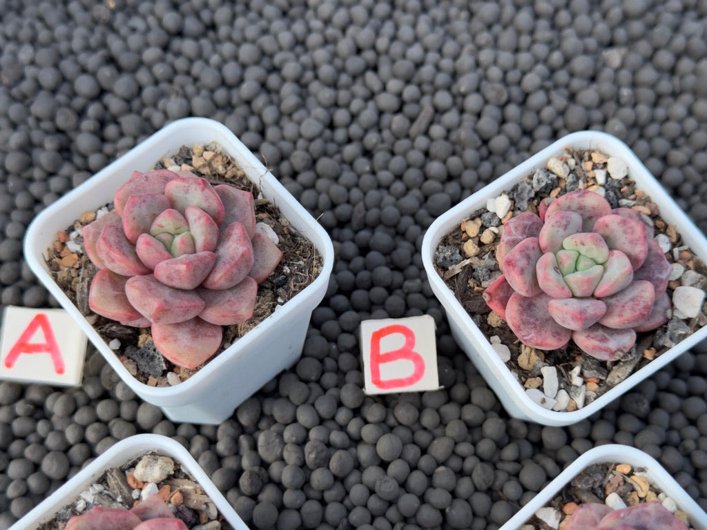 Echeveria Chrysanthemum Bread Succulent Plant Mam & Sister Hybrid