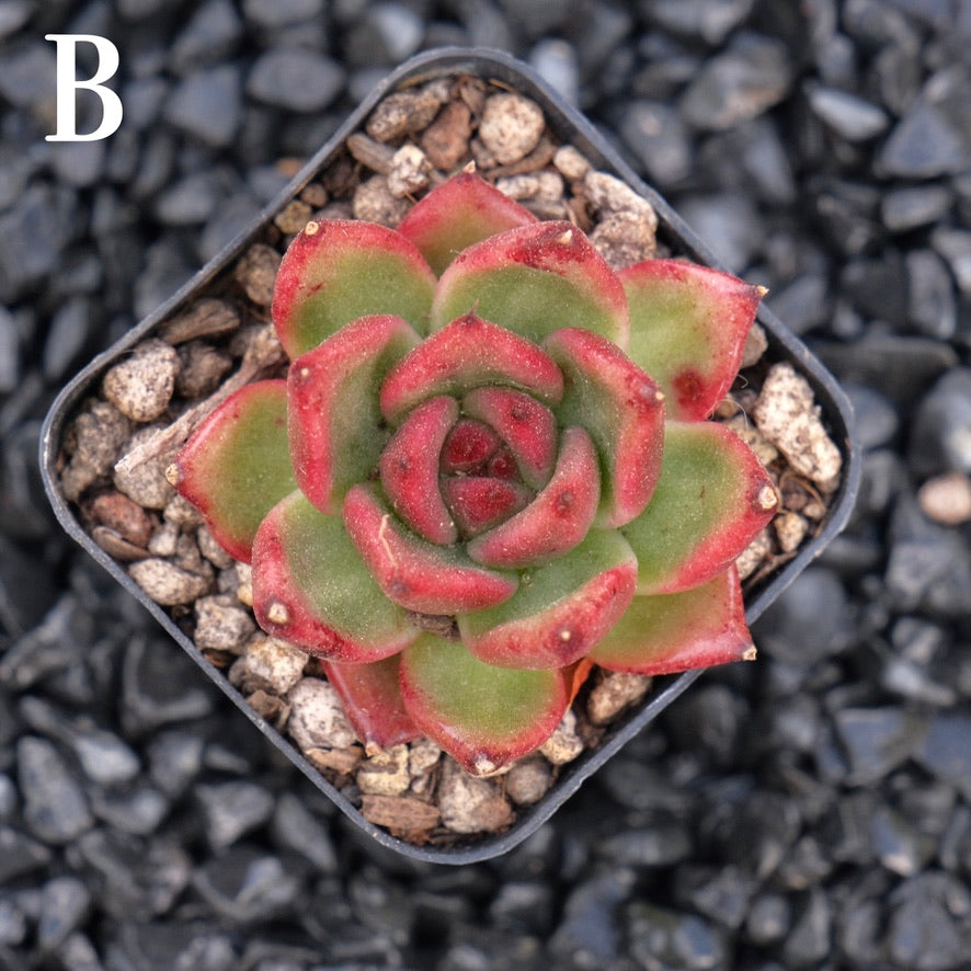 Echeveria Amestro B Korean Imported Succulent Plant
