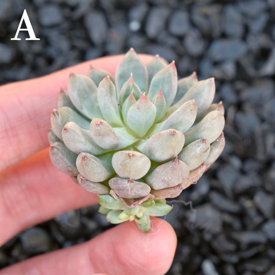 Echeveria Anthony Quinn A Korean Imported Succulent Plant