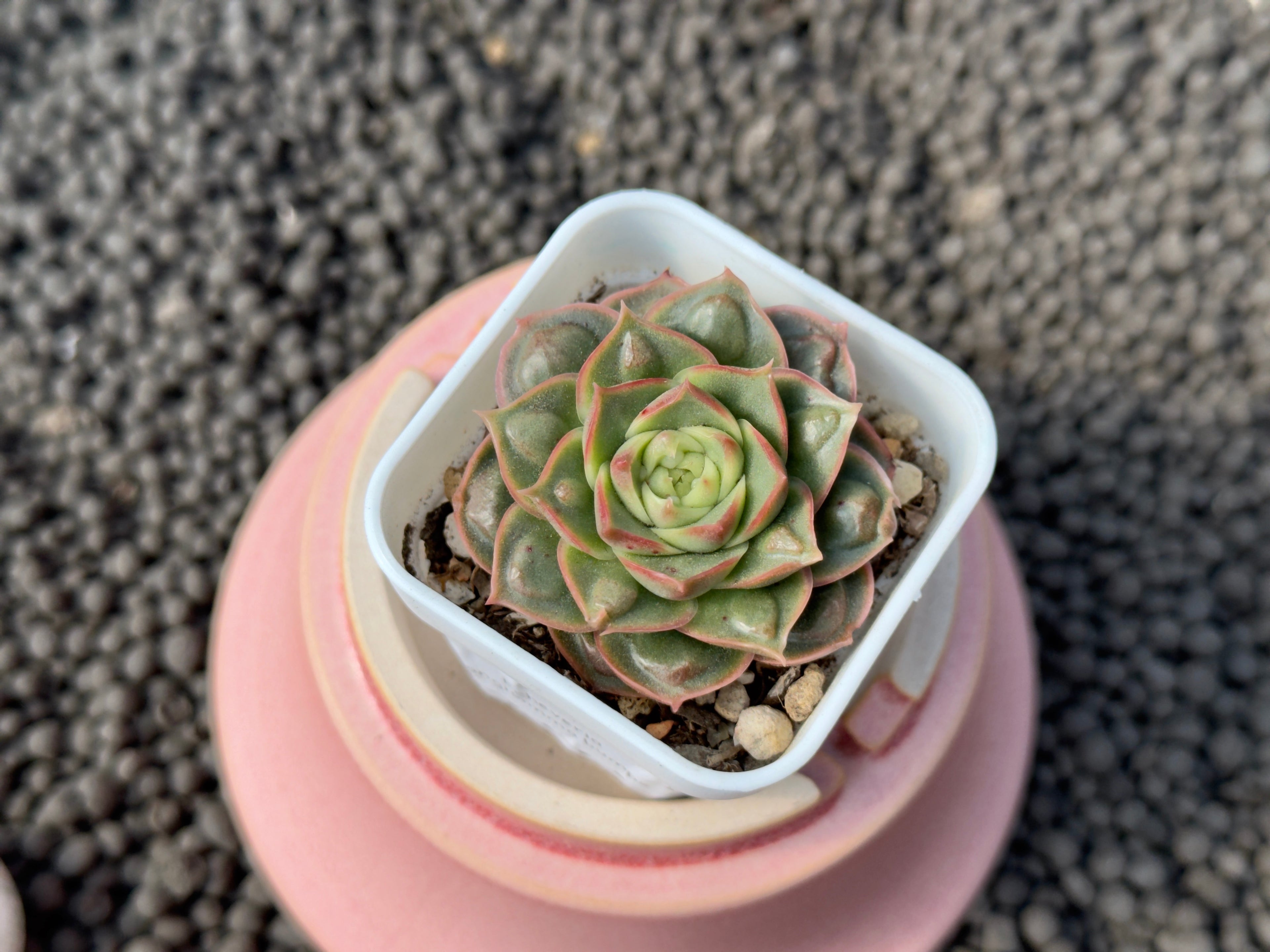 Echeveria Longissima Bumps Imported Succulent Plant