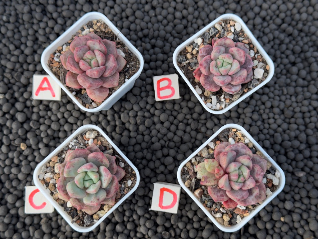 Echeveria Chrysanthemum Bread Succulent Plant Mam & Sister Hybrid