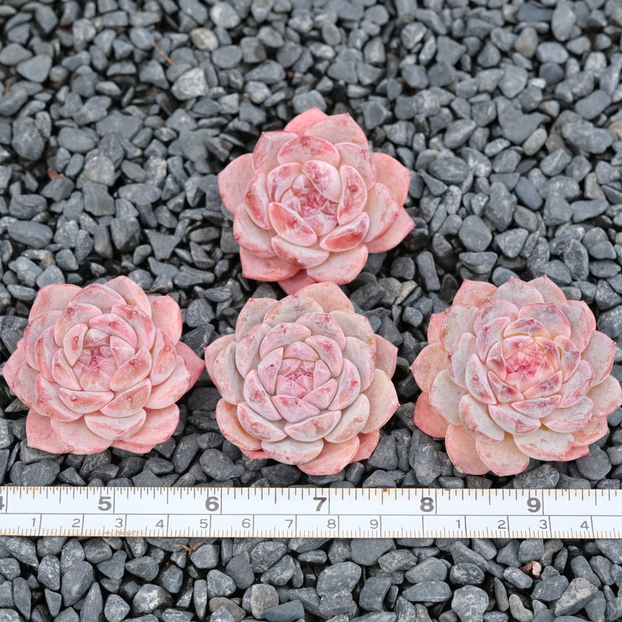Echeveria Galaxy Imported Succulent Plant