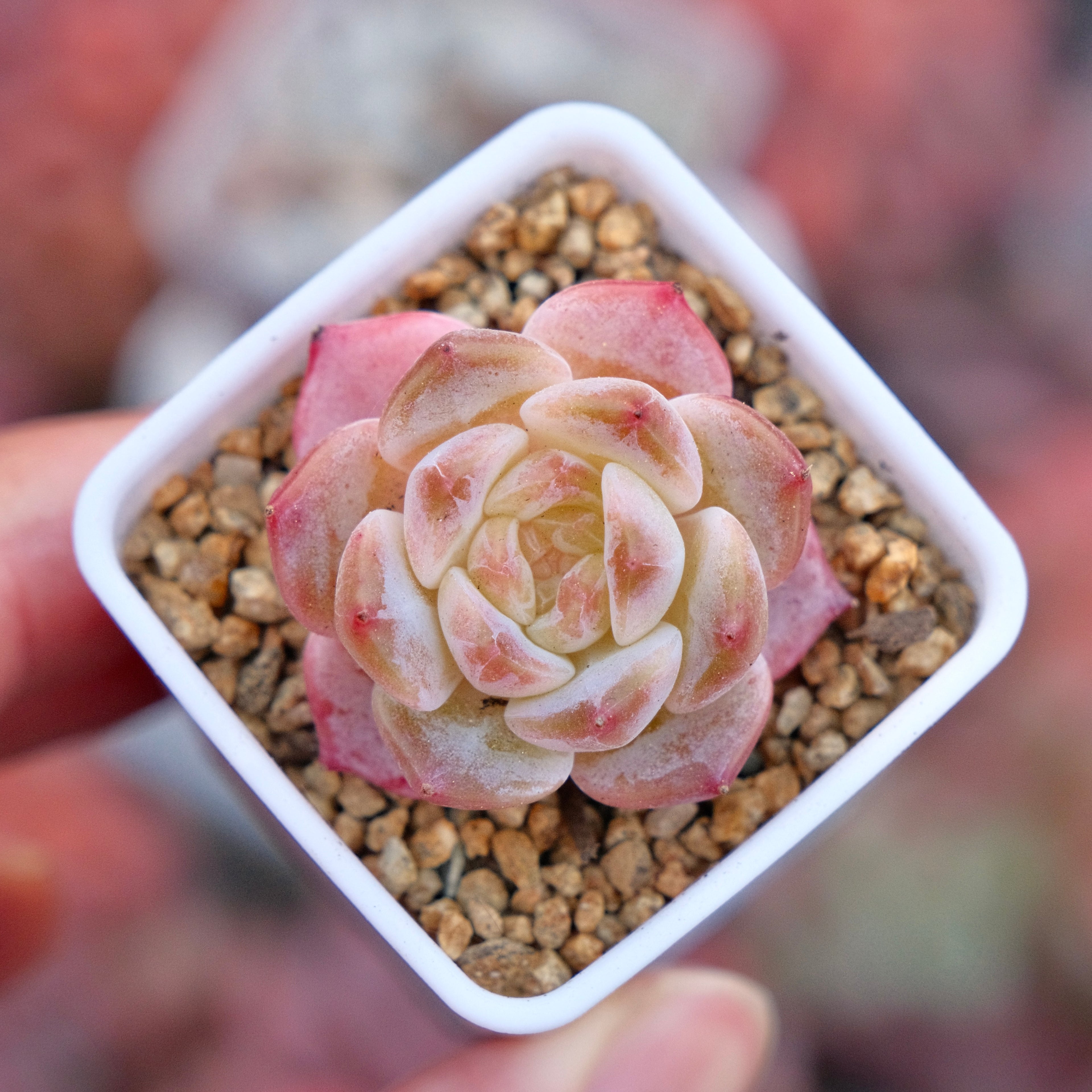 Echeveria hyalina hybrid Imported Succulent Plant *New*