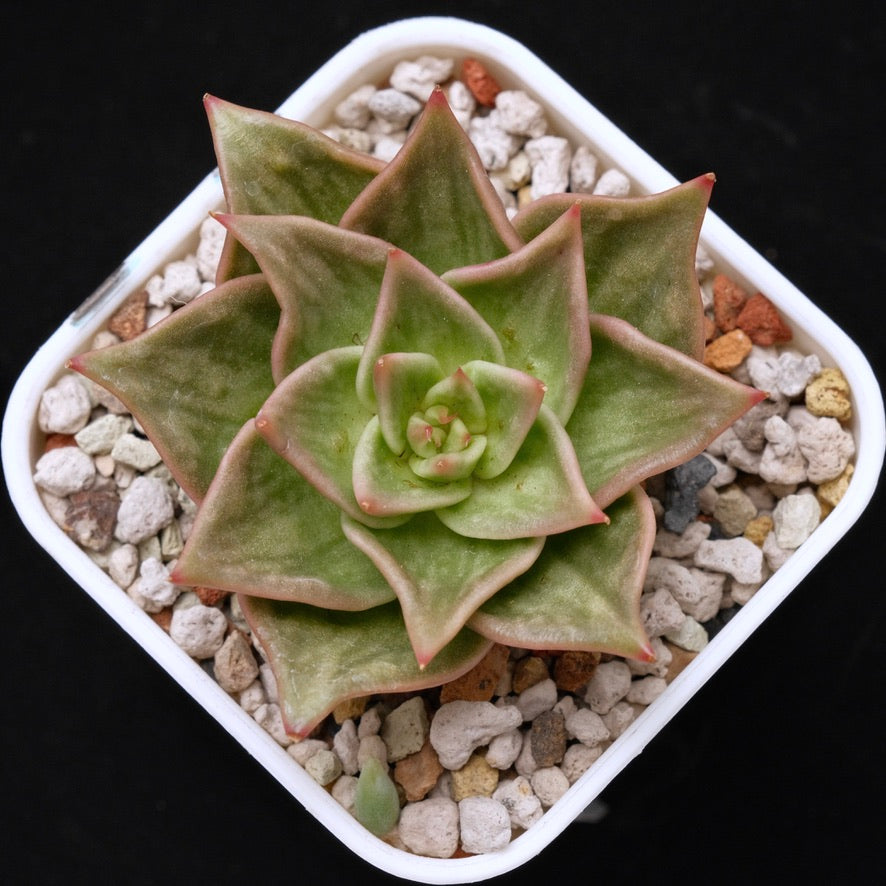 Variegated Echeveria Jade Star Korean Succulent Plant 玉星锦
