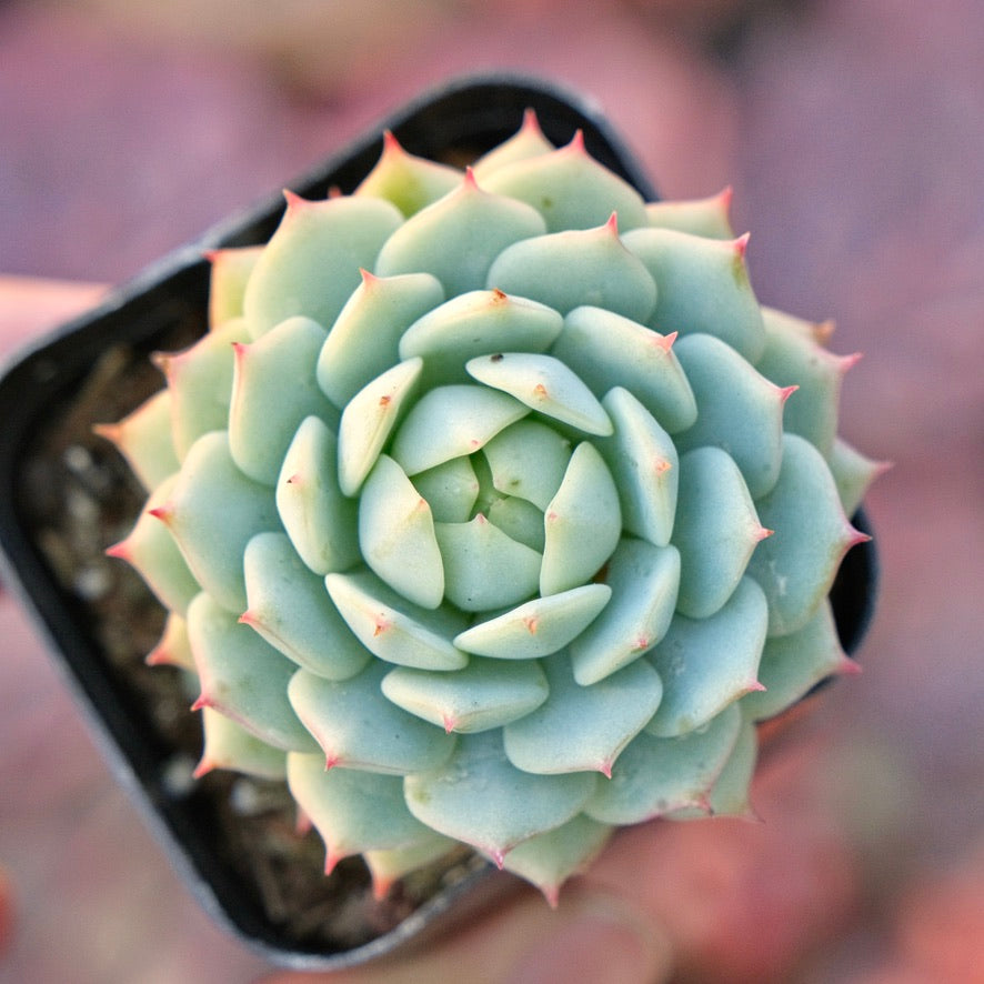 Echeveria derenbergii Succulent Plant