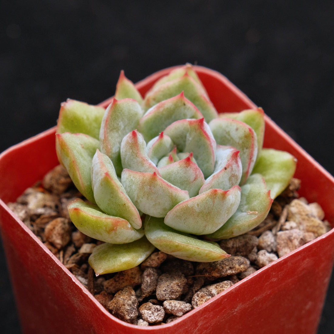 Variegated Echeveria hybrid Korean Succulent Plant