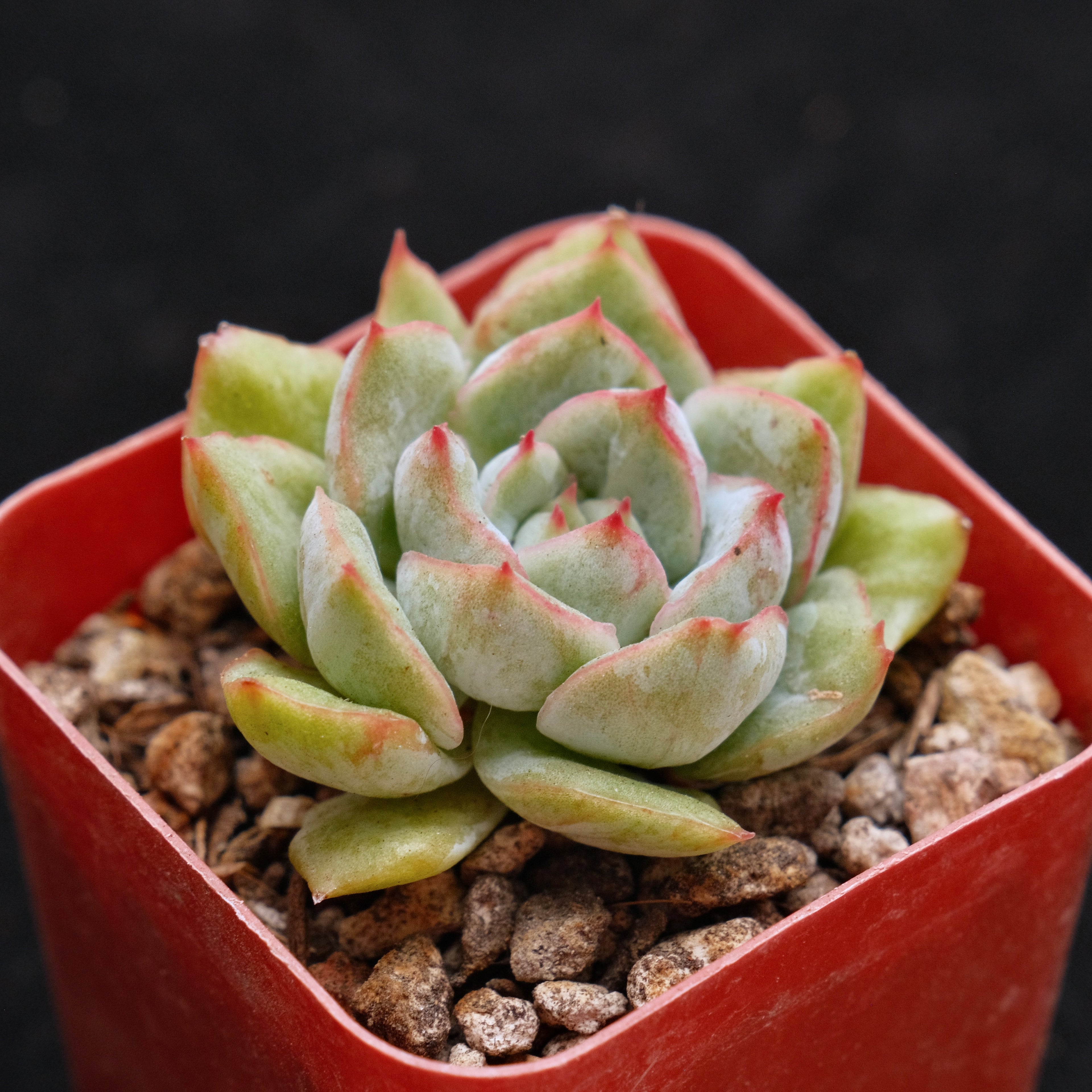 Variegated Echeveria hybrid Korean Succulent Plant