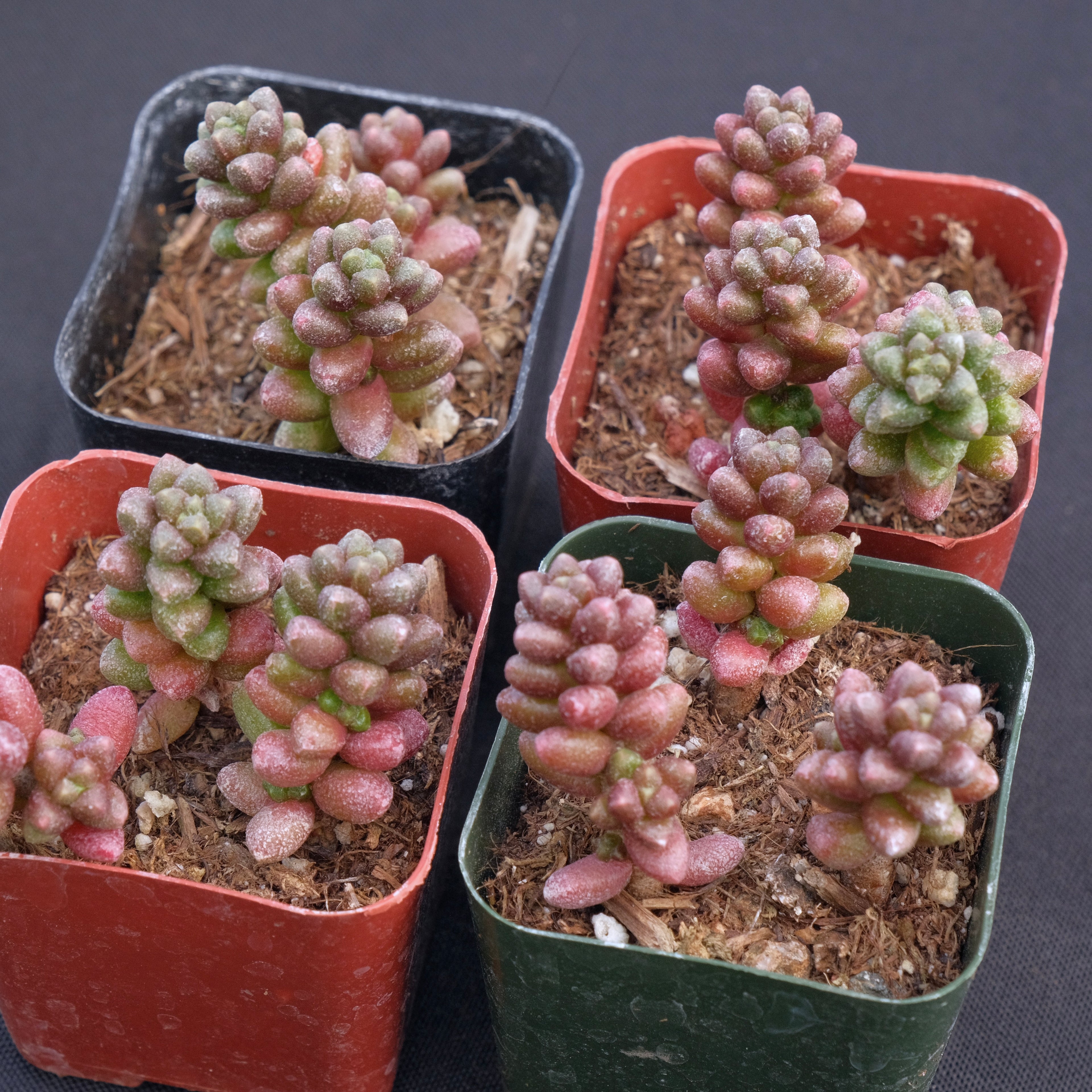 Sedum furfaceum Succulent Plant