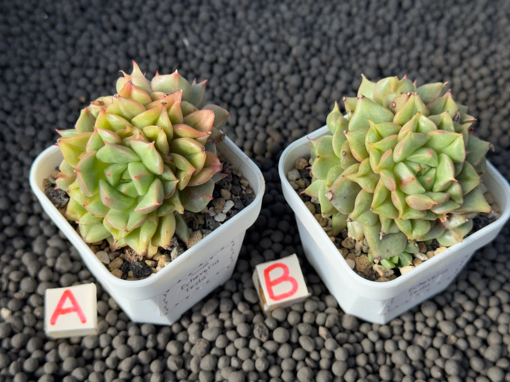Echeveria Tesla Imported Succulent Plant
