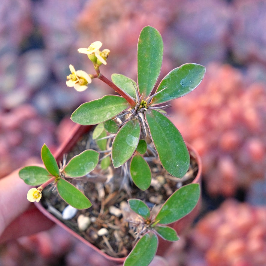 Euphorbia milii Succulent Plant