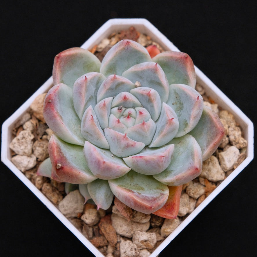 Echeveria Manuel Korean Succulent Plant Rare Hwaga Hybrid