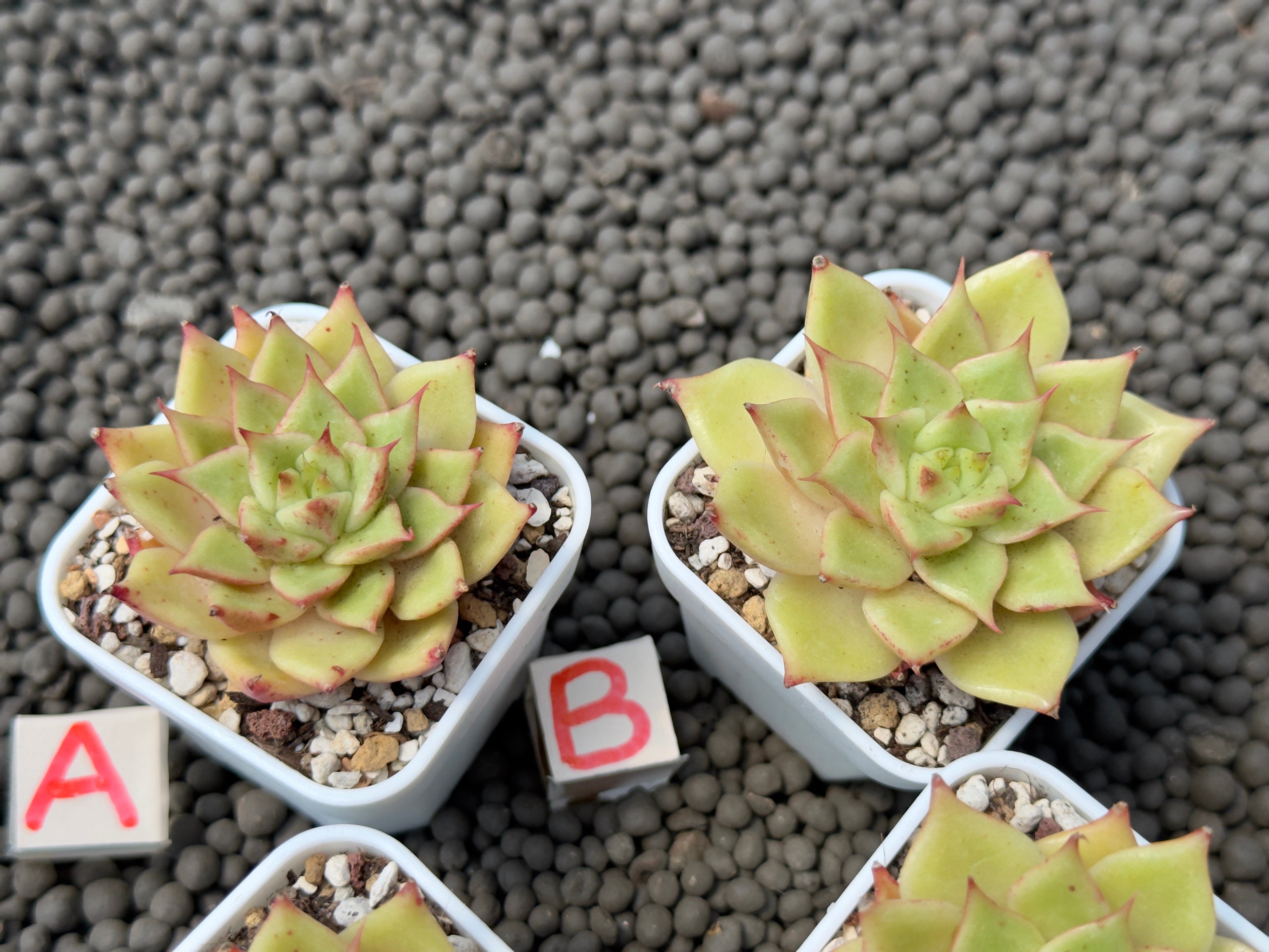 Echeveria Lilith Korean Succulent Plant Hwaga Hybrid