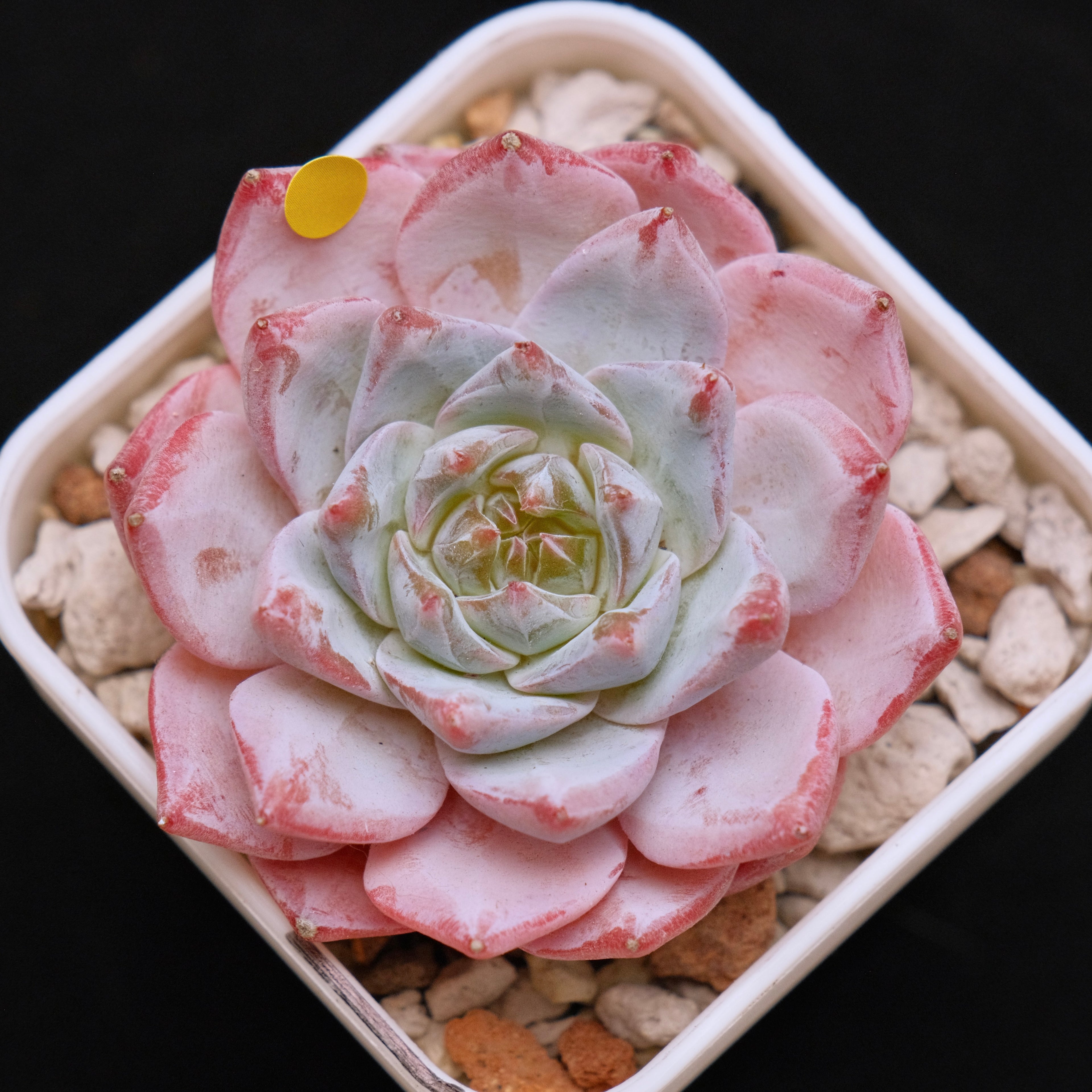 Echeveria Blue Bird Korean Succulent Plant