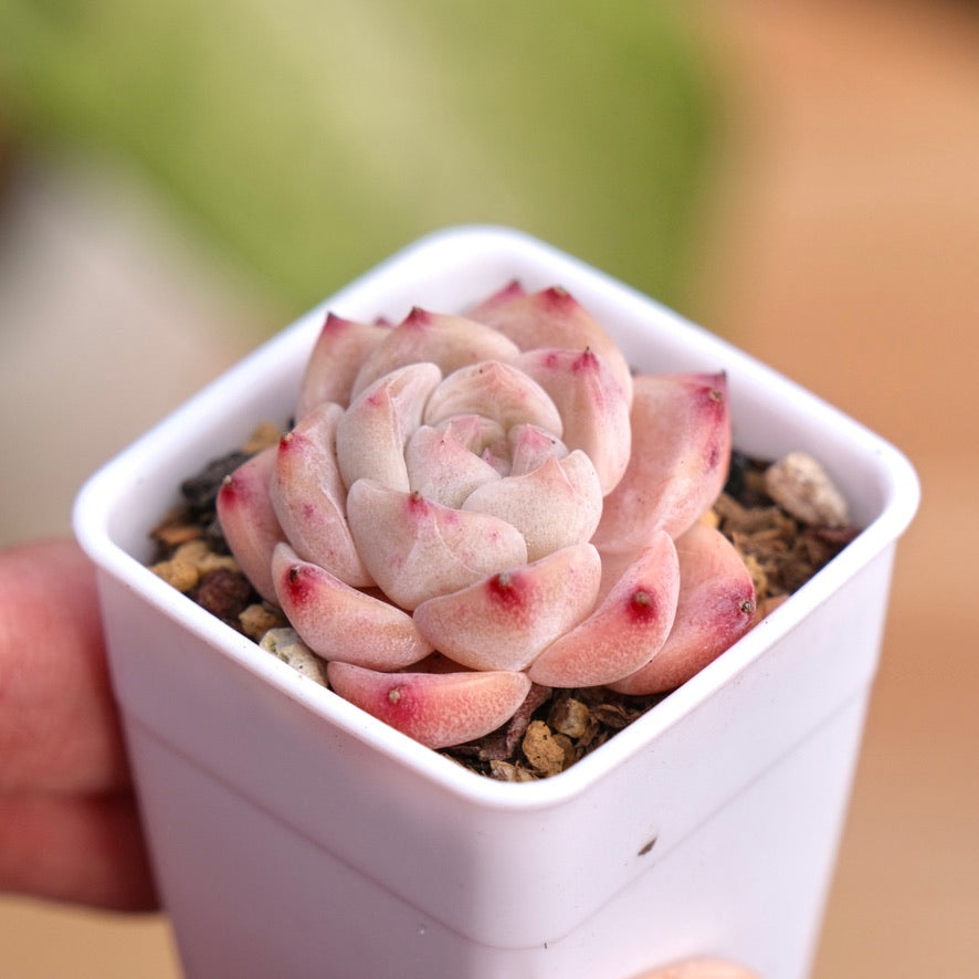 Echeveria hyalina hybrid Succulent Plant