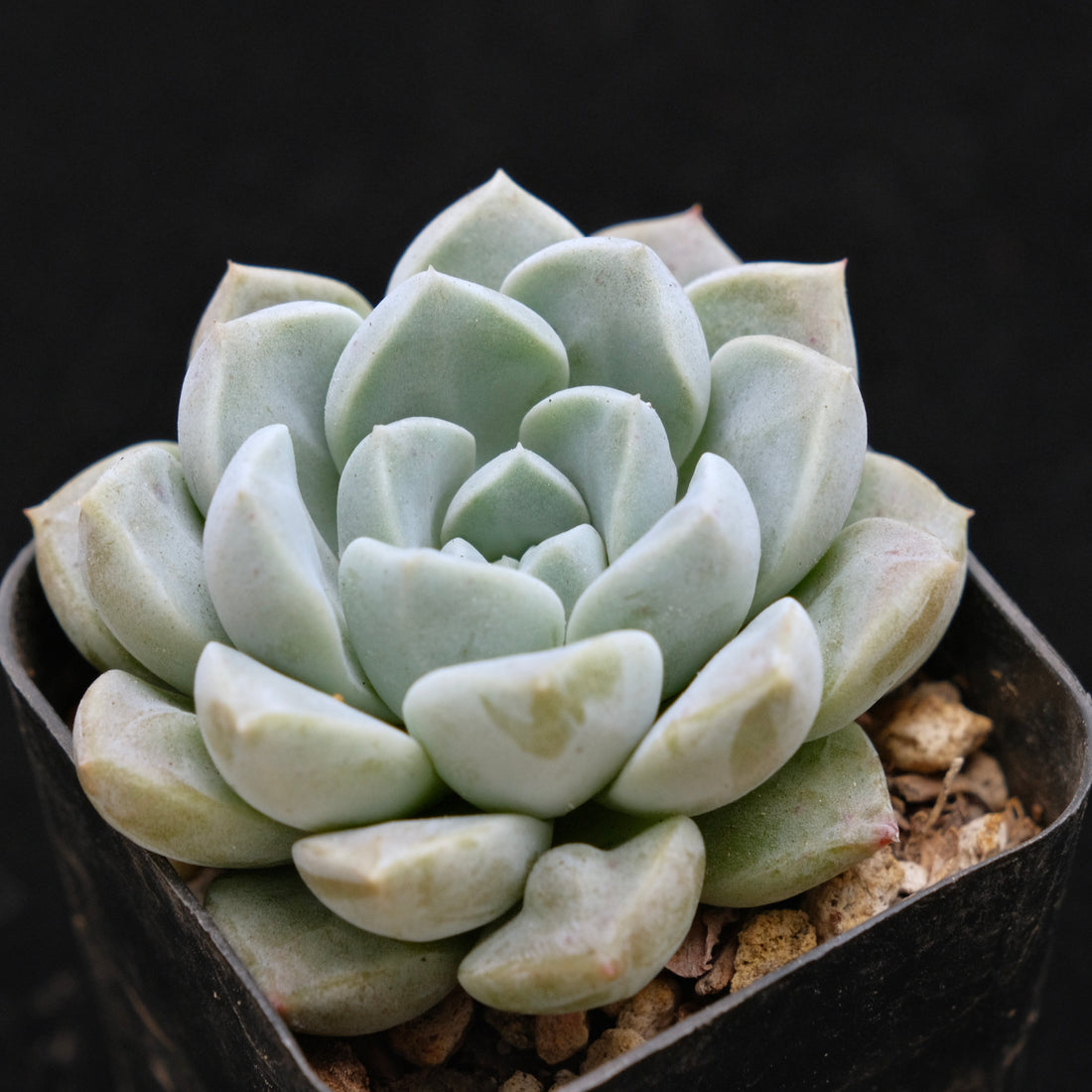 Echeveria Cream Ball Korean Succulent Plant